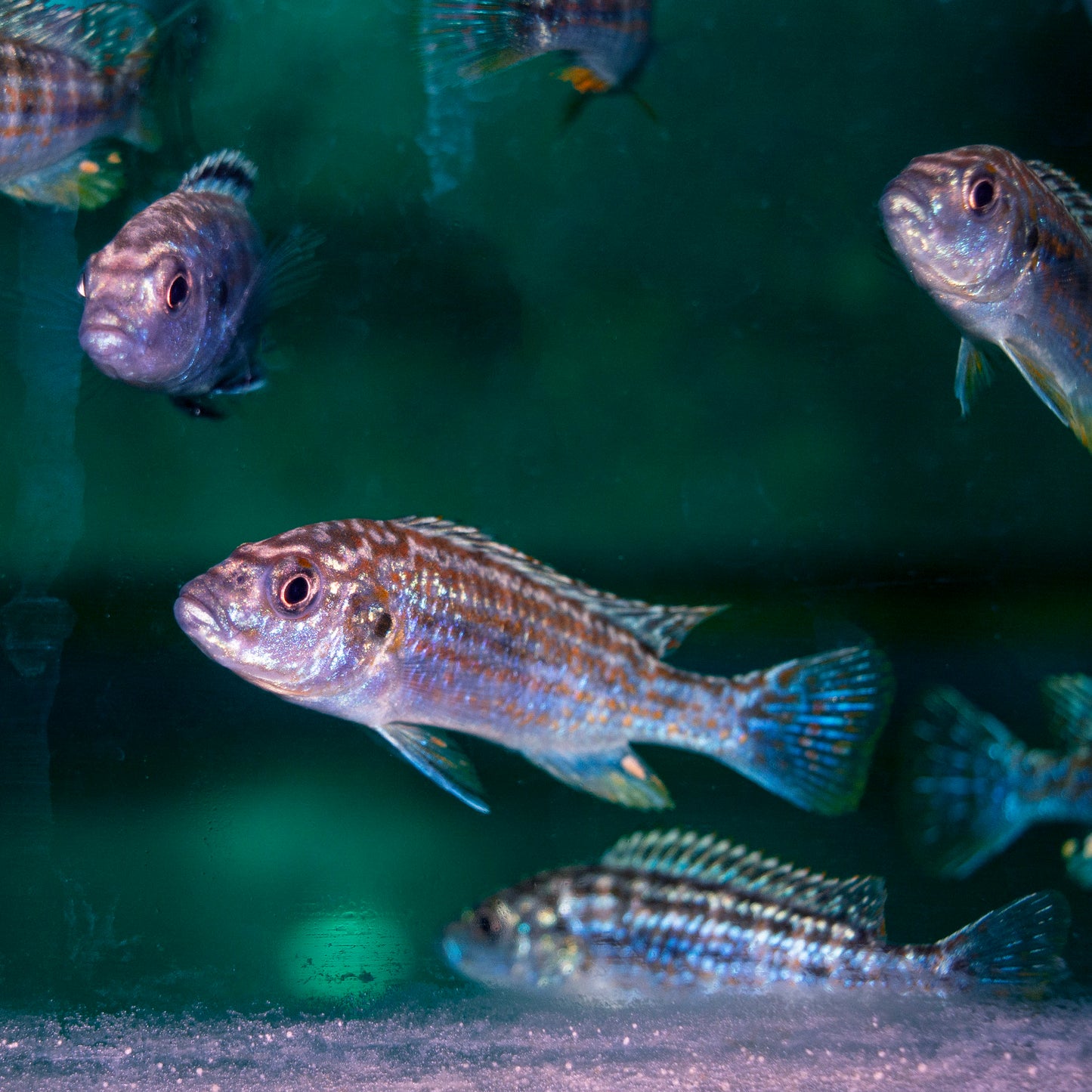 African - Exasperatus