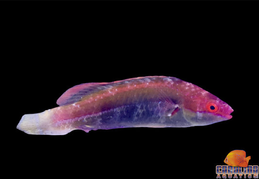Wrasse - Fairy Teminicki