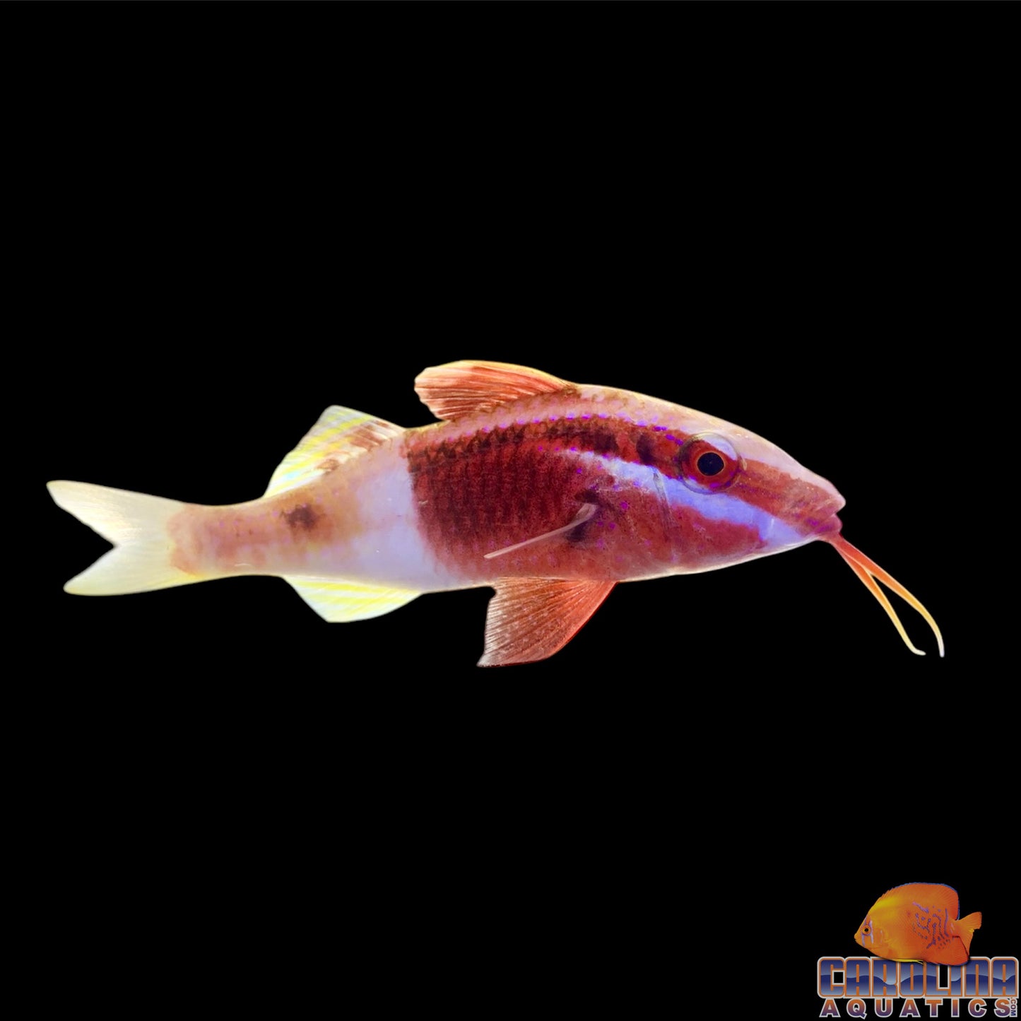 Goatfish - Bicolor Fiji