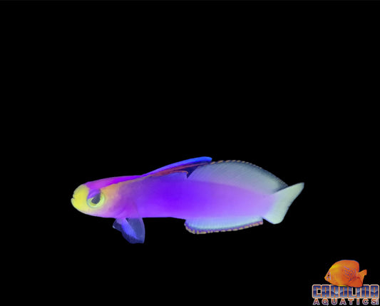 Goby - Firefish Helfrichi