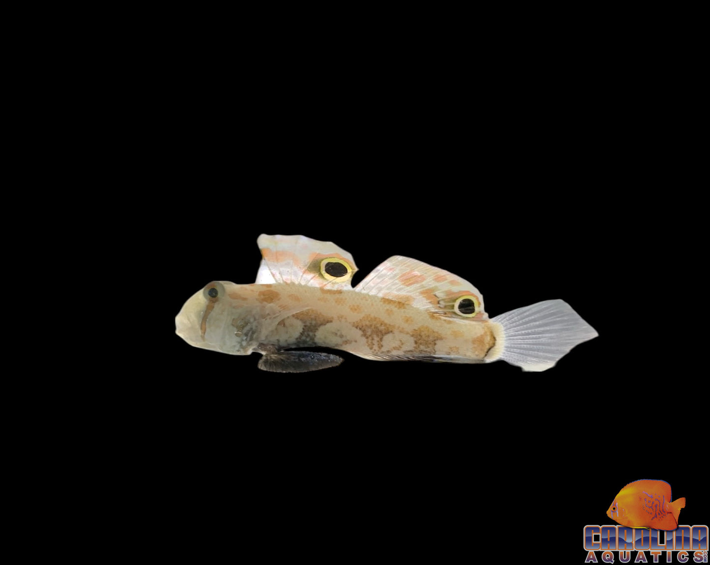 Goby - Twinspot