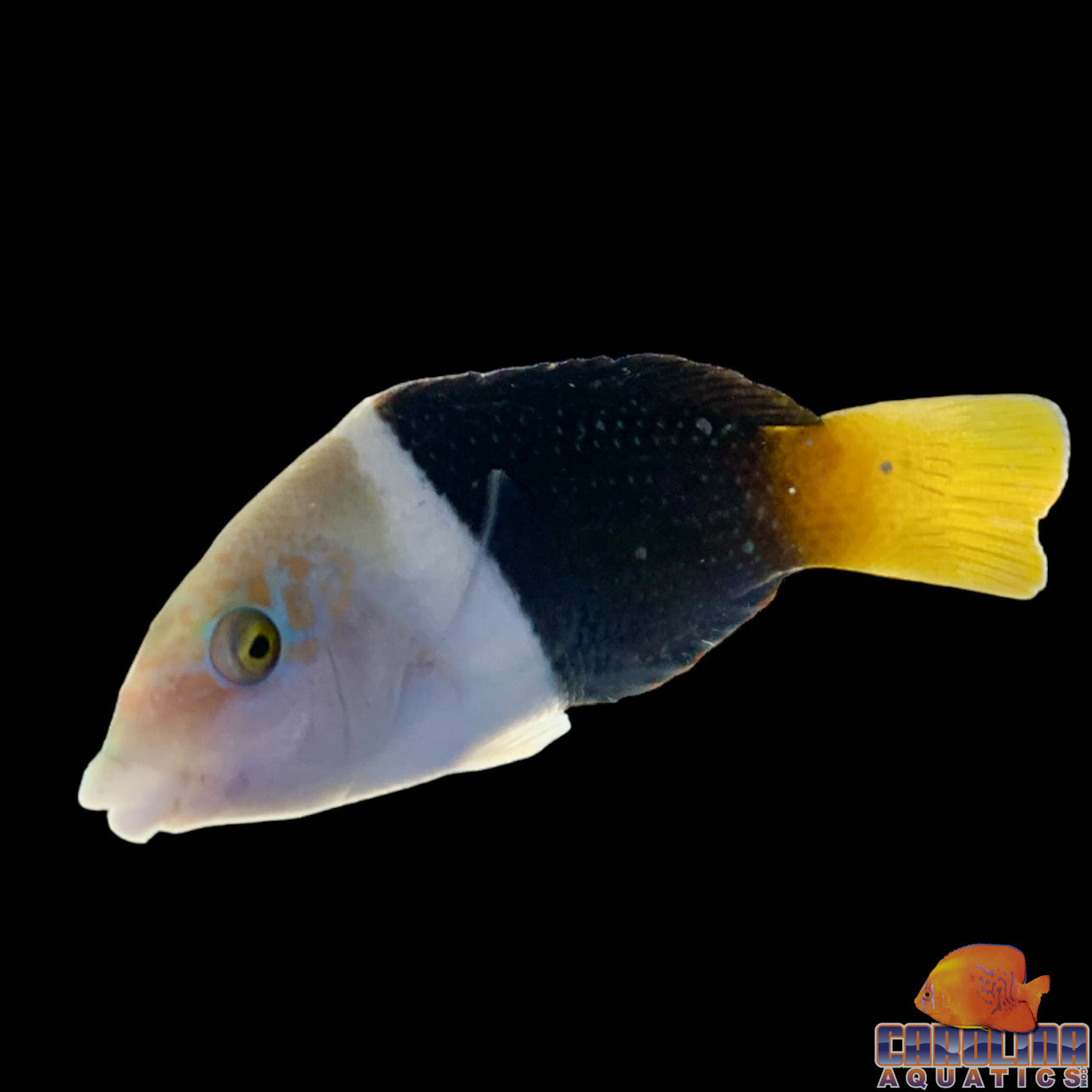 Wrasse - Half & Half