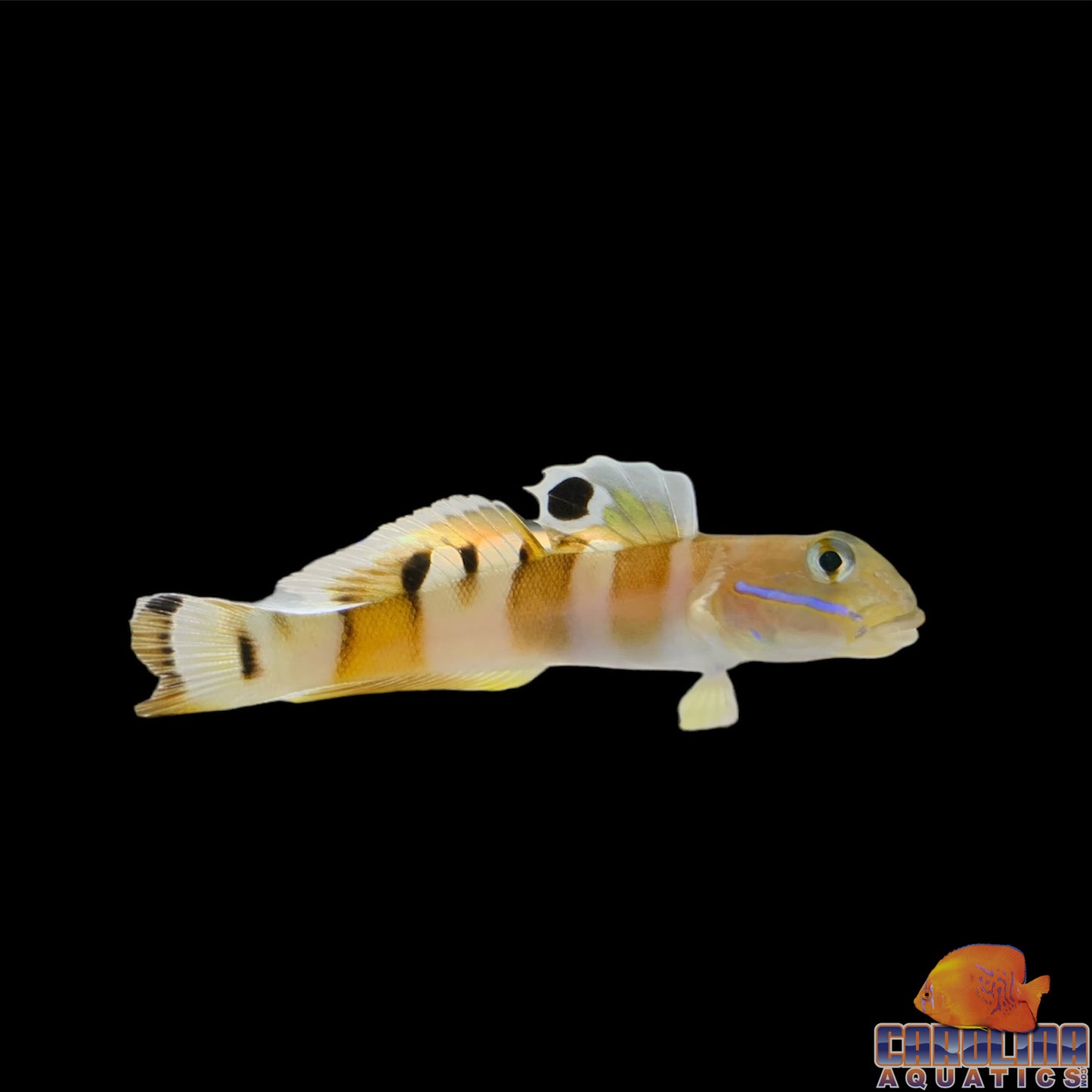 Goby - Wardi Tiger