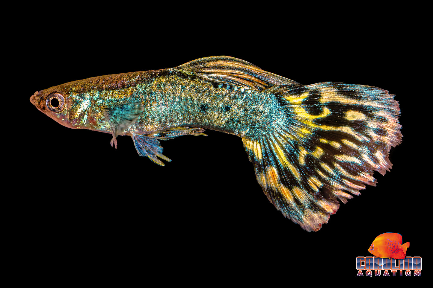 Guppy - Dragon Yellow