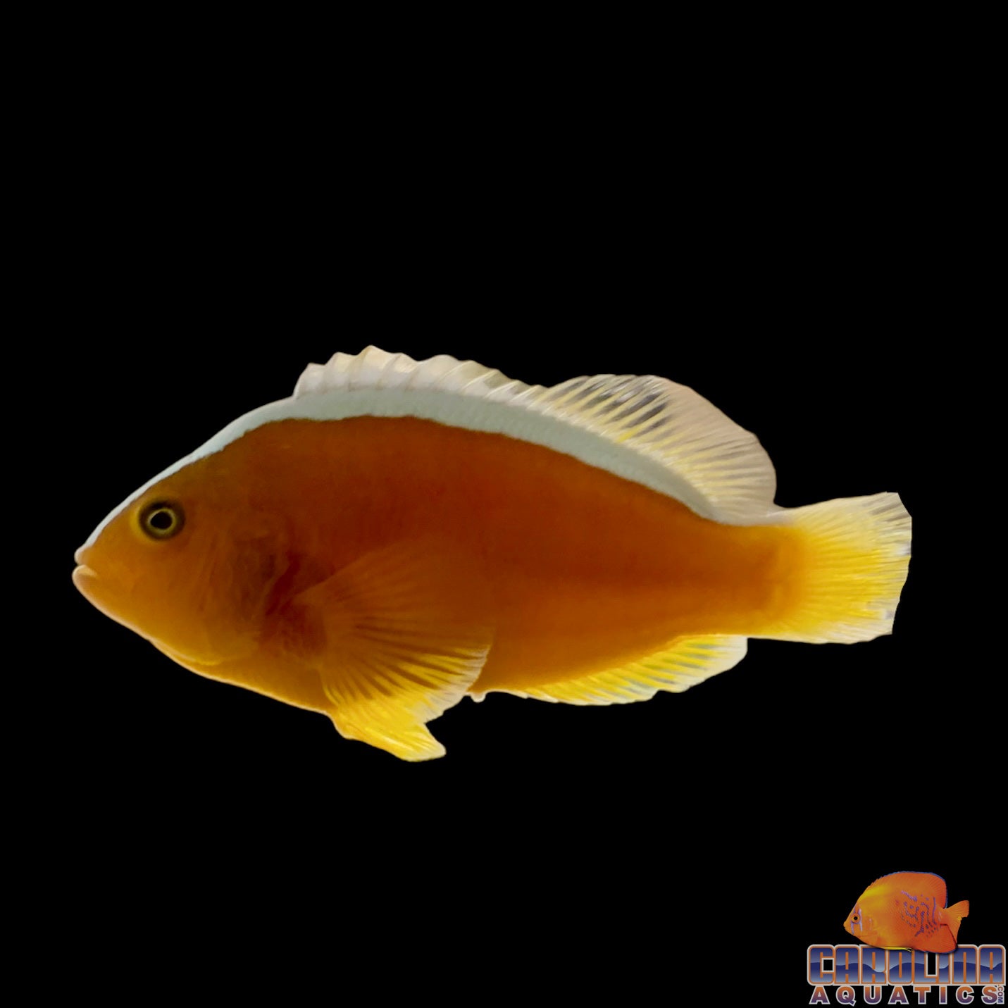 Clown - Skunk Orange Wild