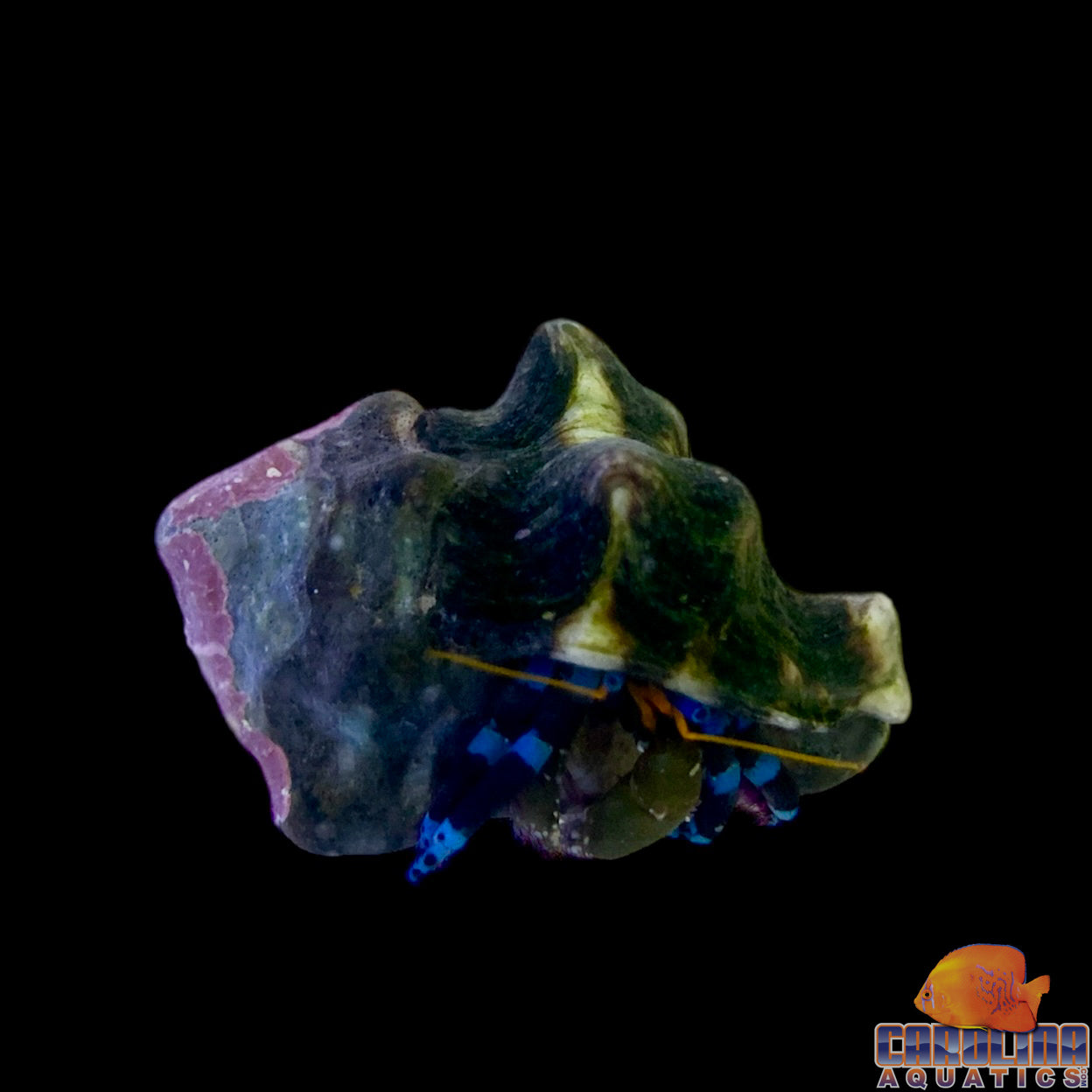 Hermit - Electric Blue