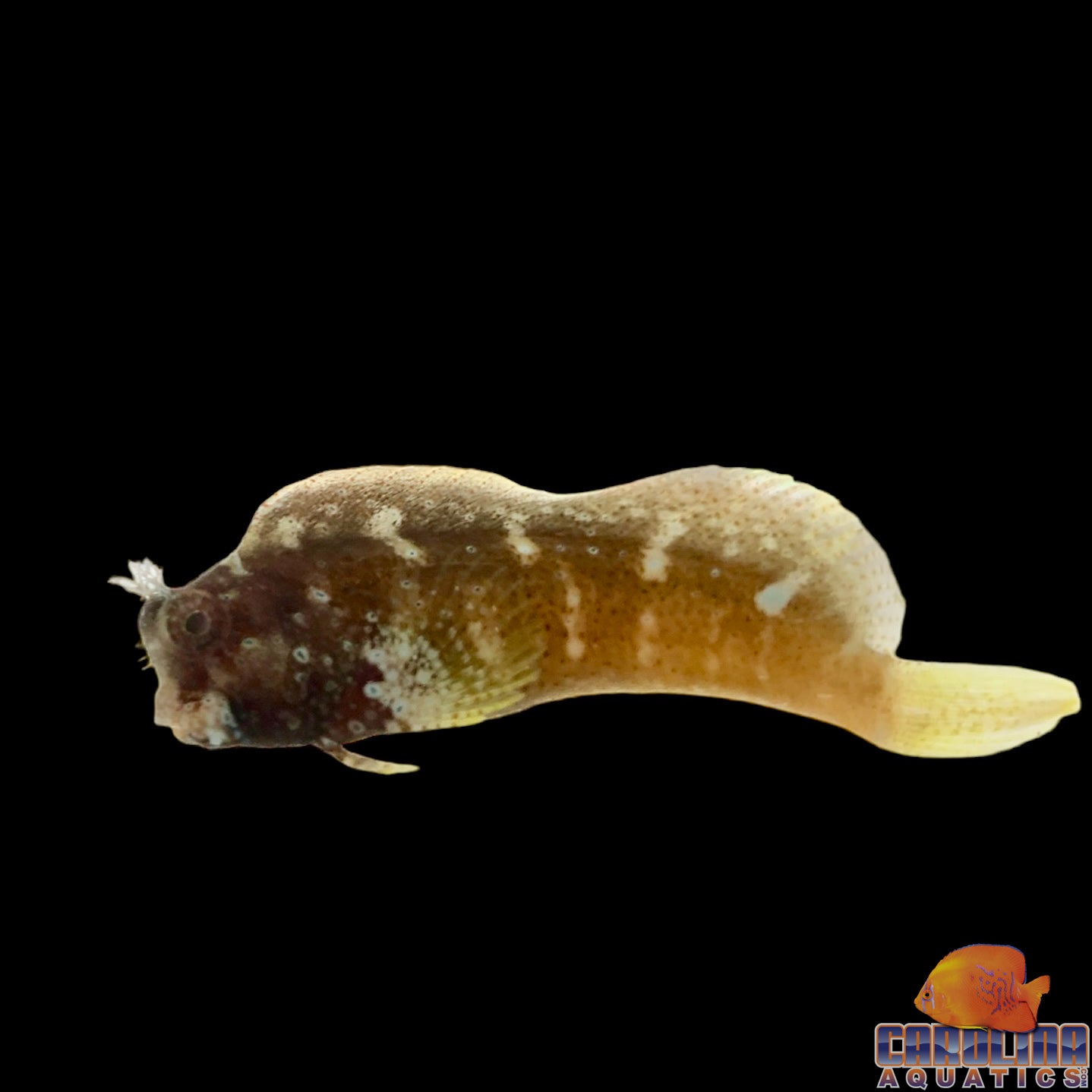 Blenny - Starry Med