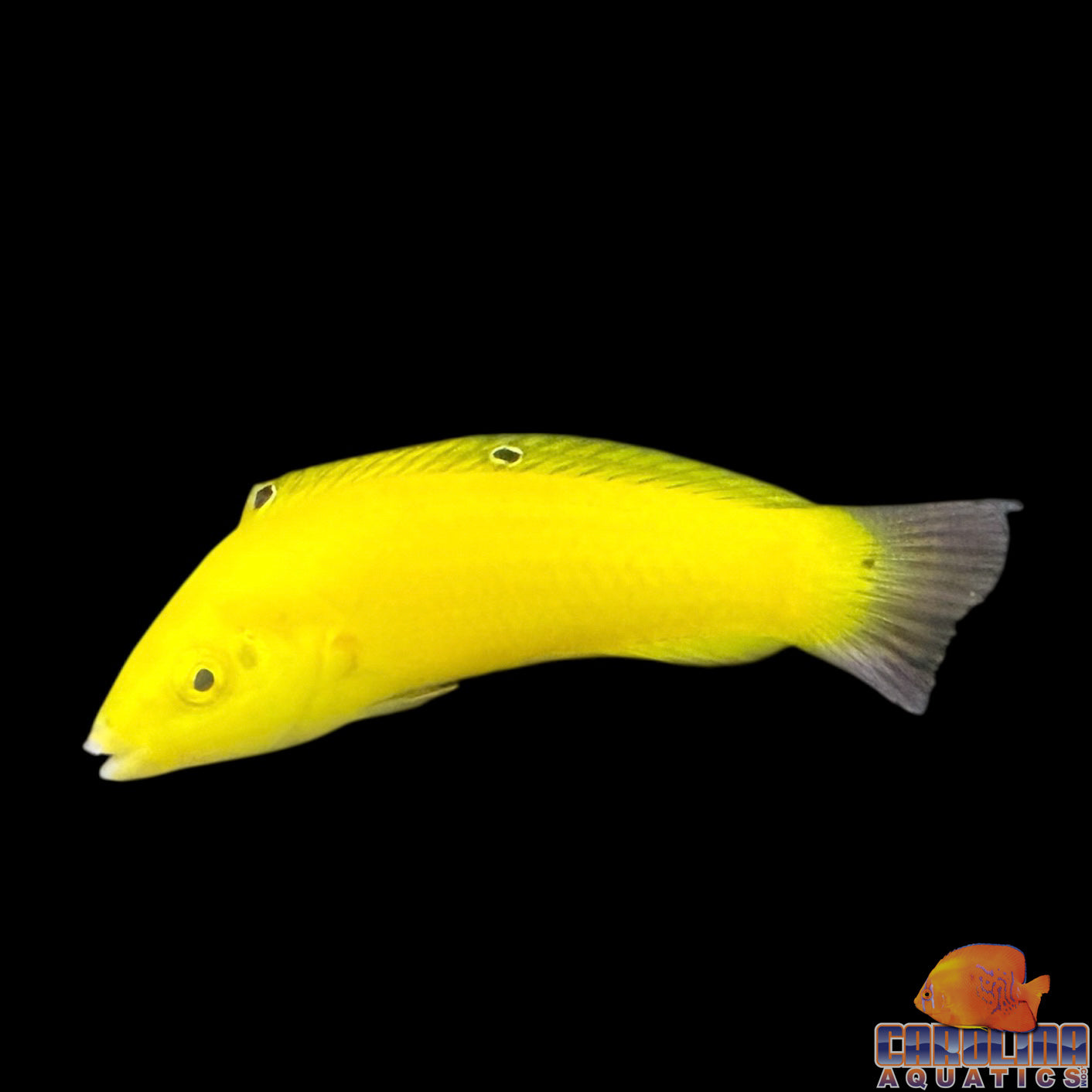 Wrasse - Coris Yellow Lg