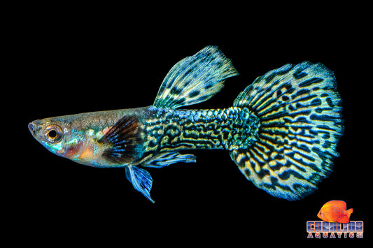 Guppy - Blueberry