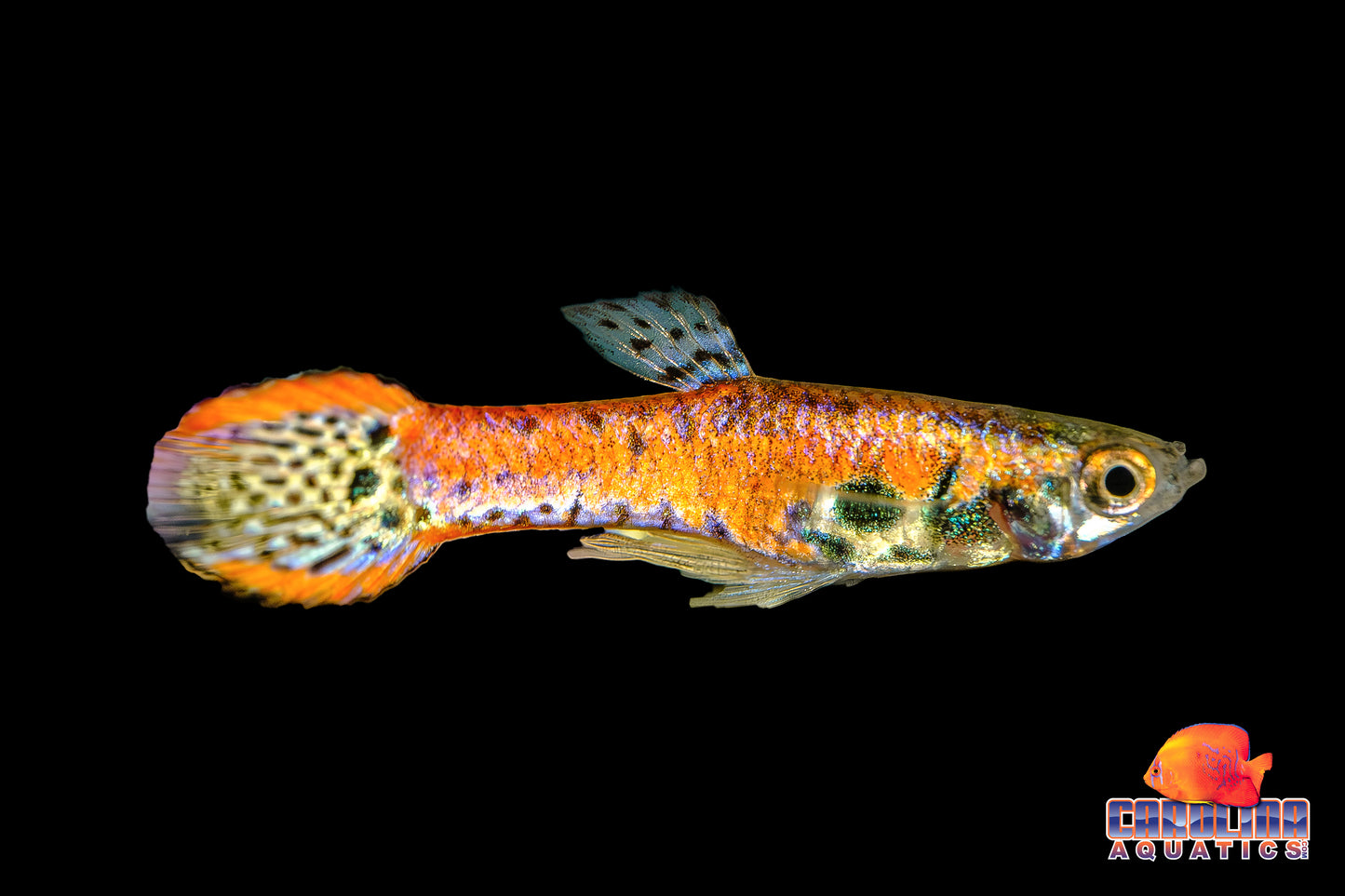 Guppy - Endler Red Tiger