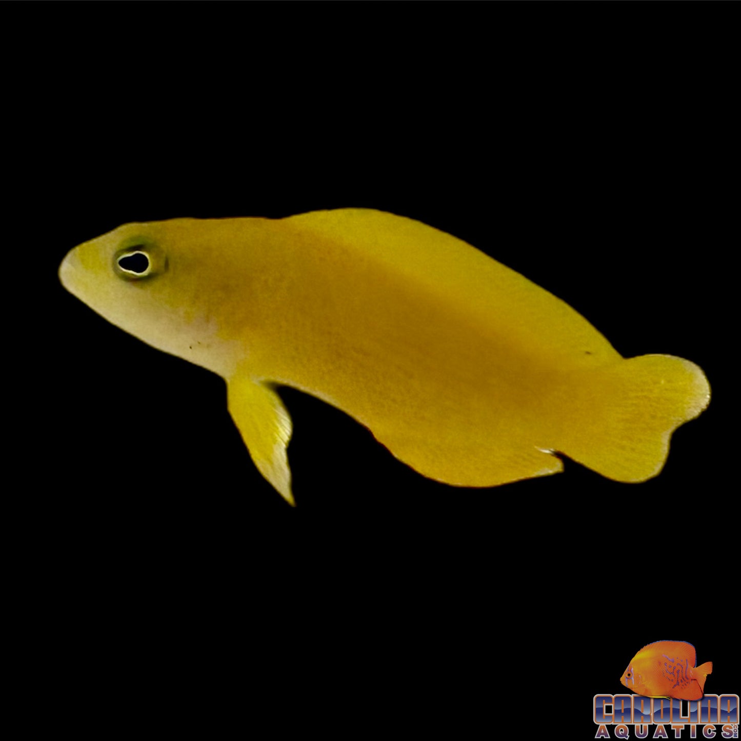 Dottyback - Yellow