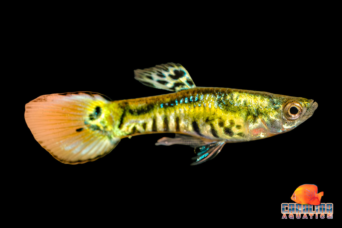 Guppy - Endler Yellow Tiger