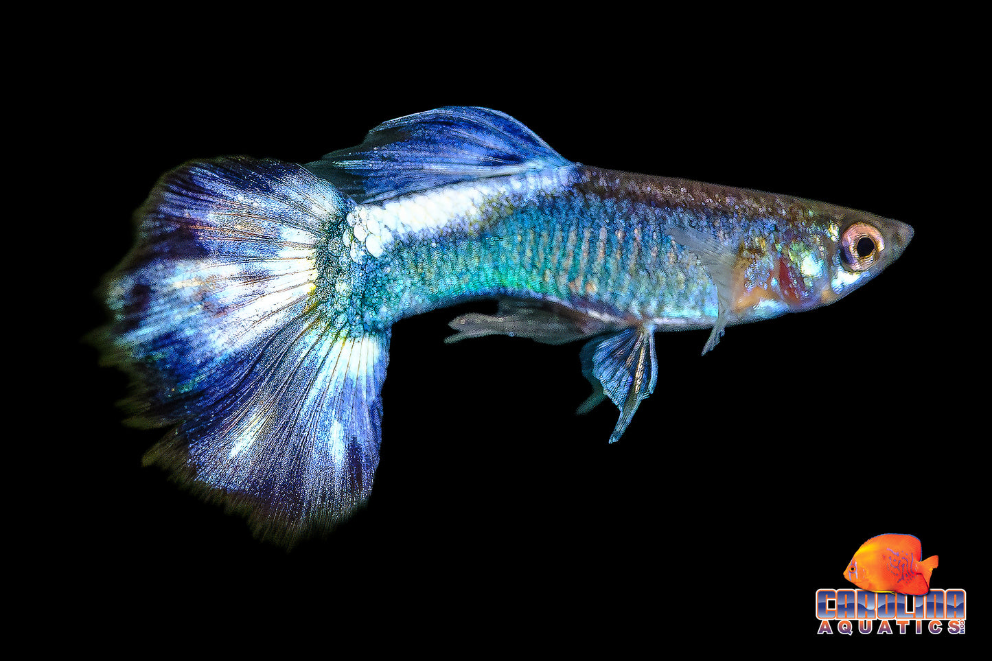 Guppy - Butterfly Blue