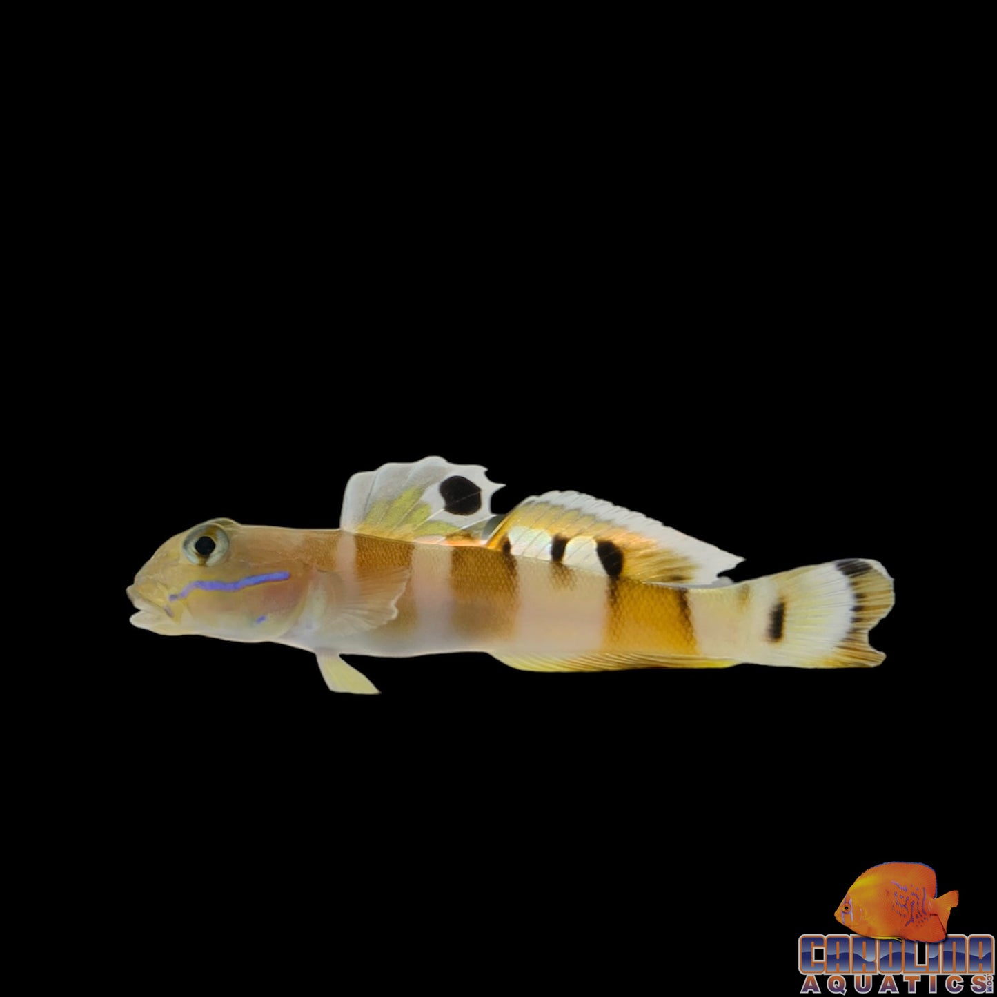 Goby - Wardi Tiger