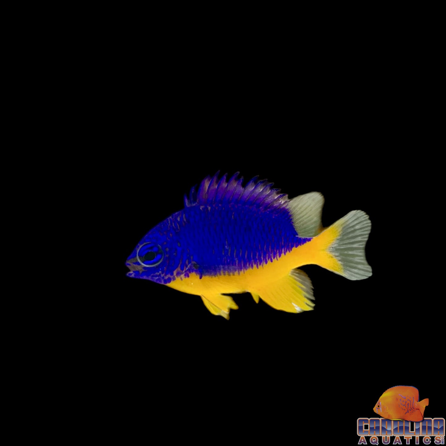 Damsel - Kupang