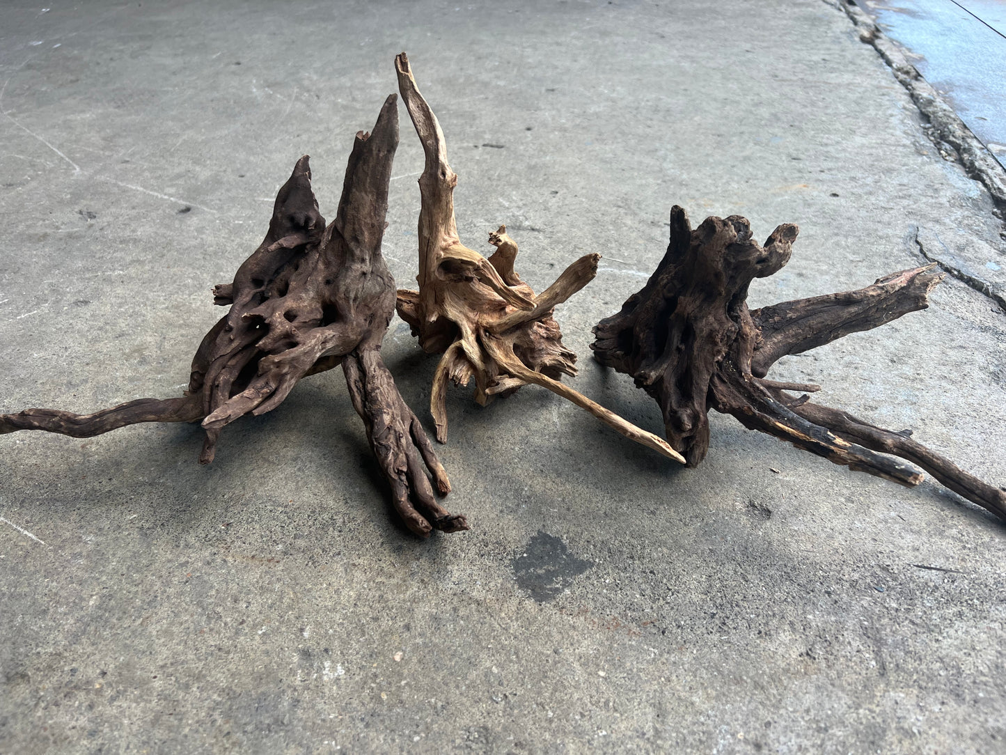 Driftwood - Carolina Black Spider Wood