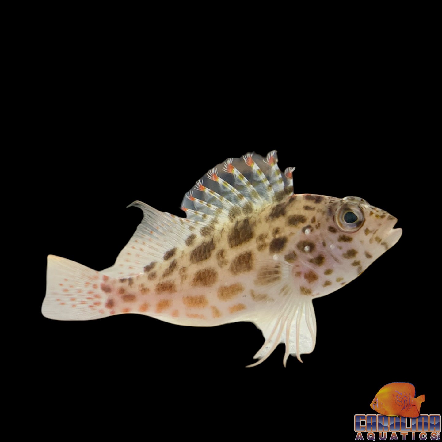 Hawkfish - Spotted