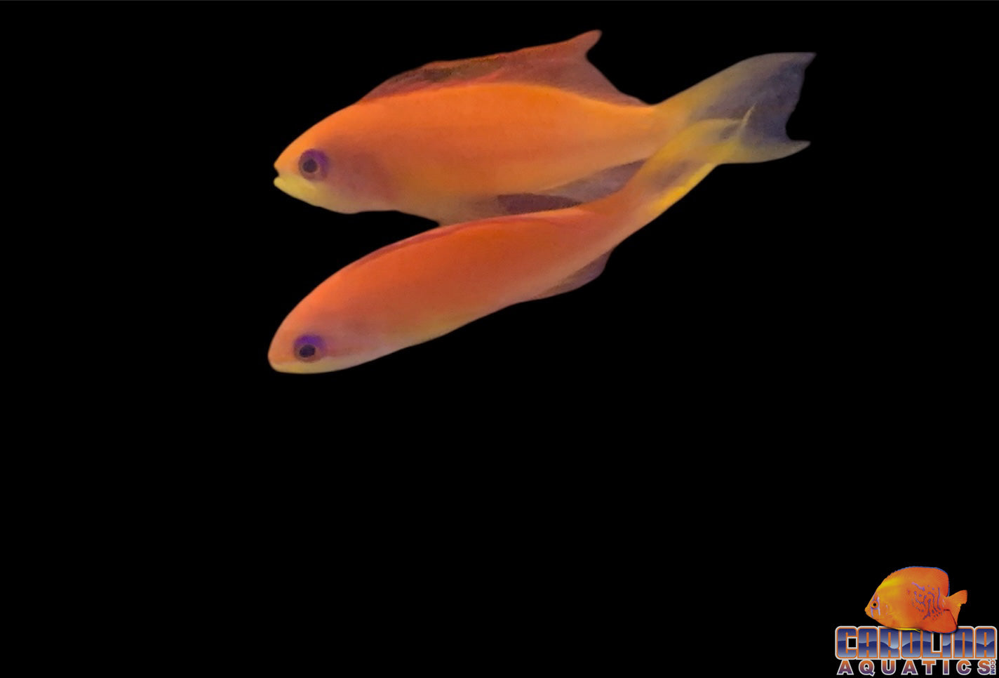 Anthias - Dispar