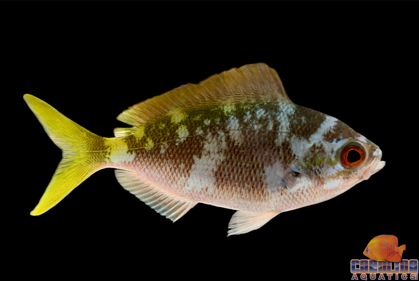 Fusilier - Yellowtail