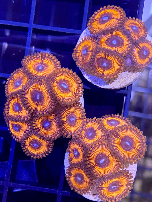 Frag - Bouncing Betty Zoanthid