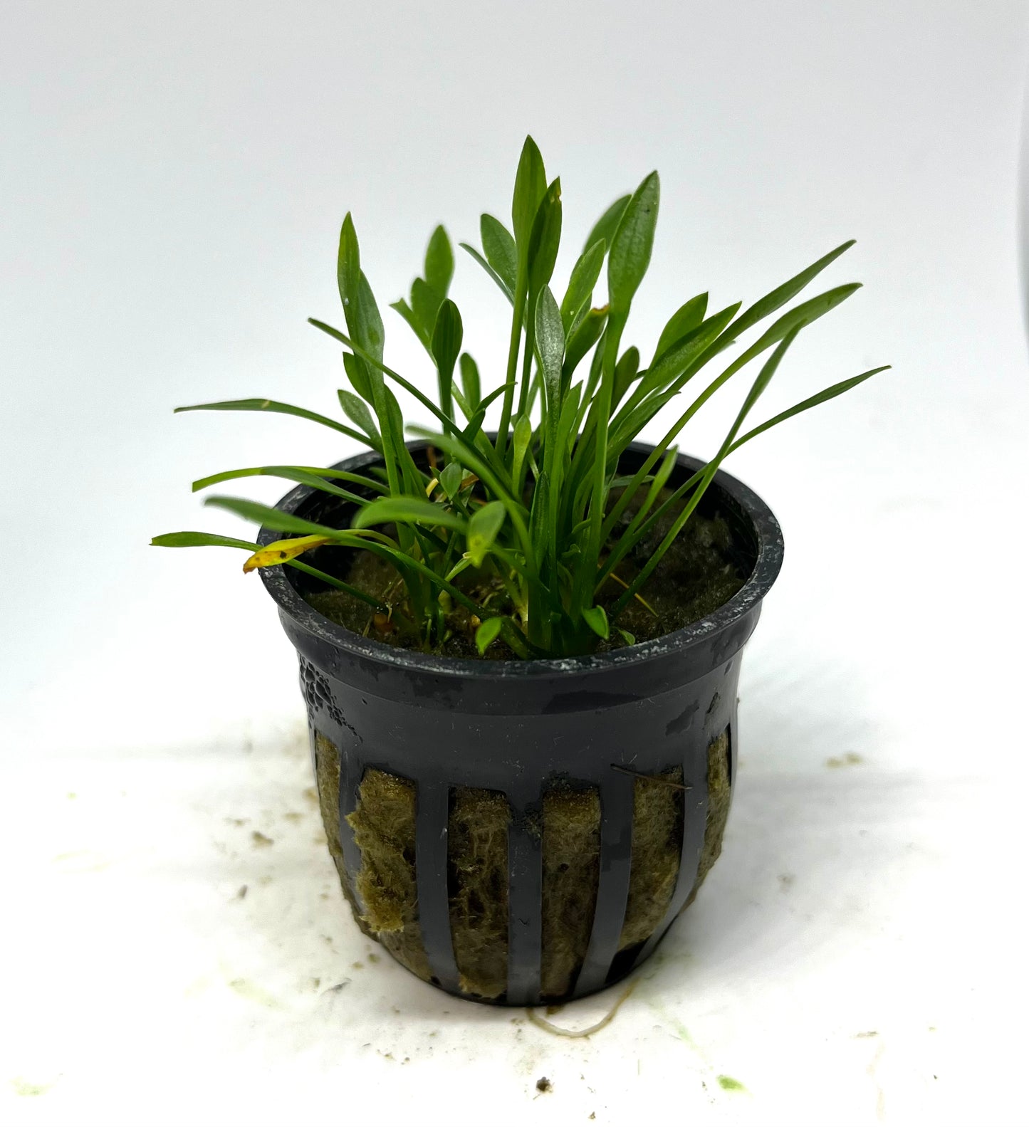 Crypt Parva Potted