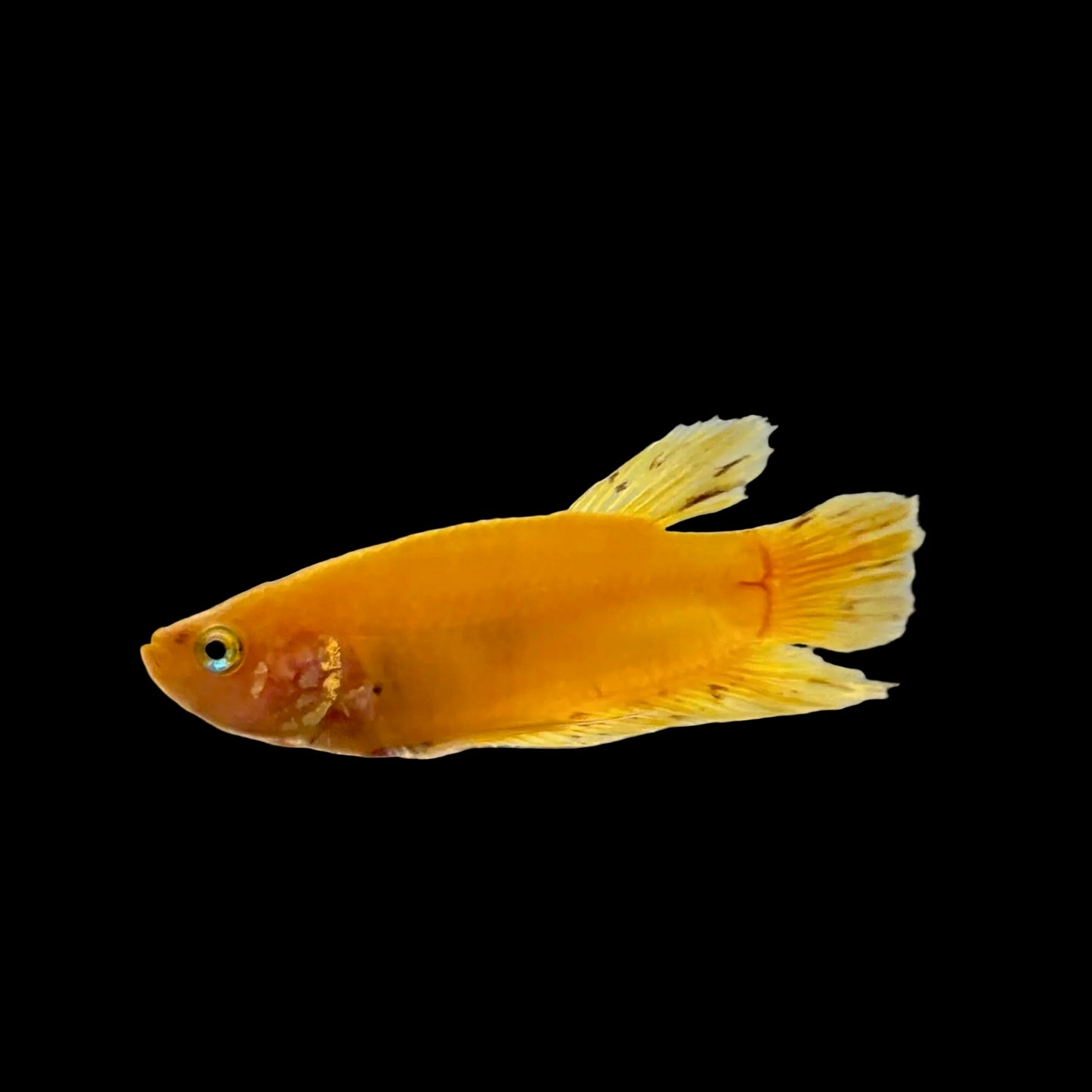 Betta - Yellow Banana Plakat Male