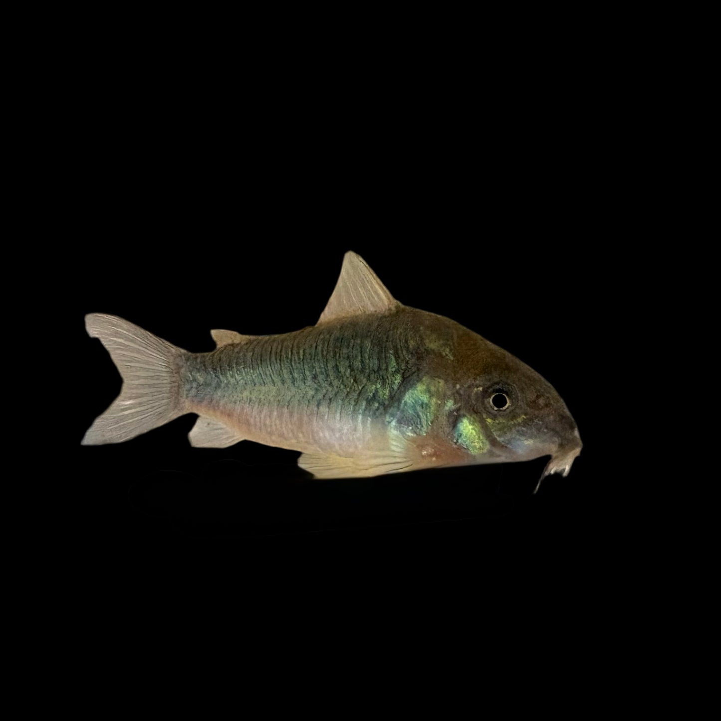 Cory - Aeneus Wild Trinidad XL