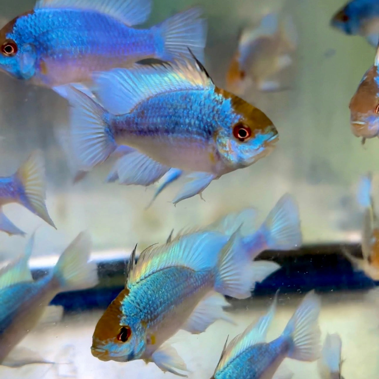 Cichlid - Ram Electric Blue JBO
