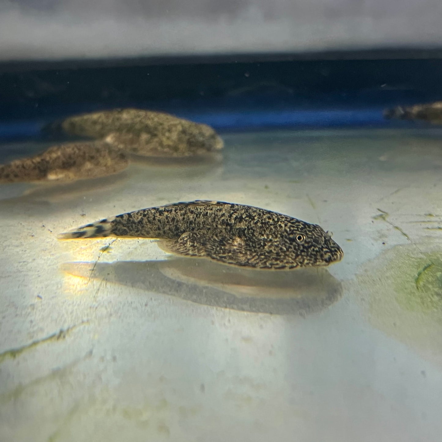 Loach - Calico Hillstream