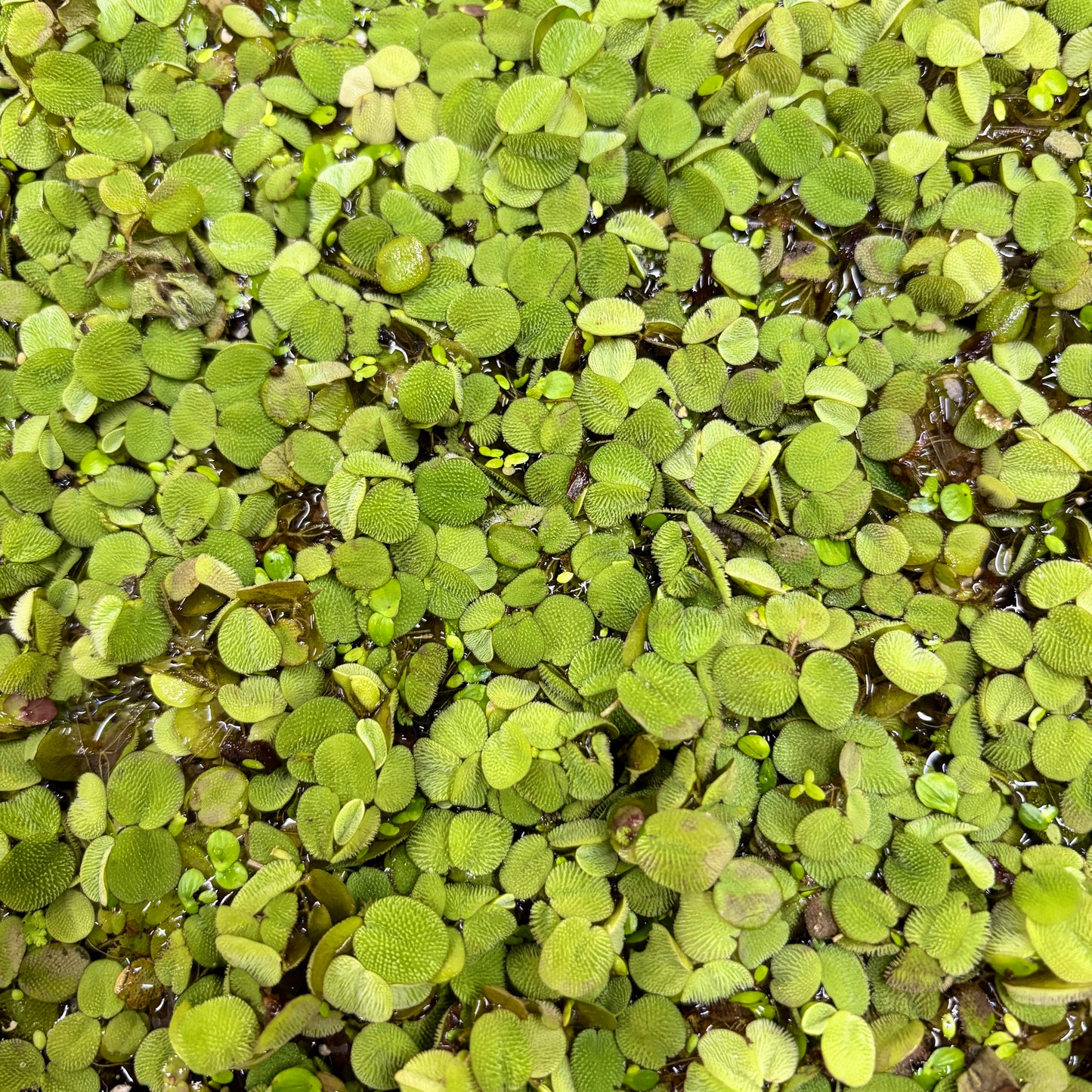 Salvinia Minima Portion