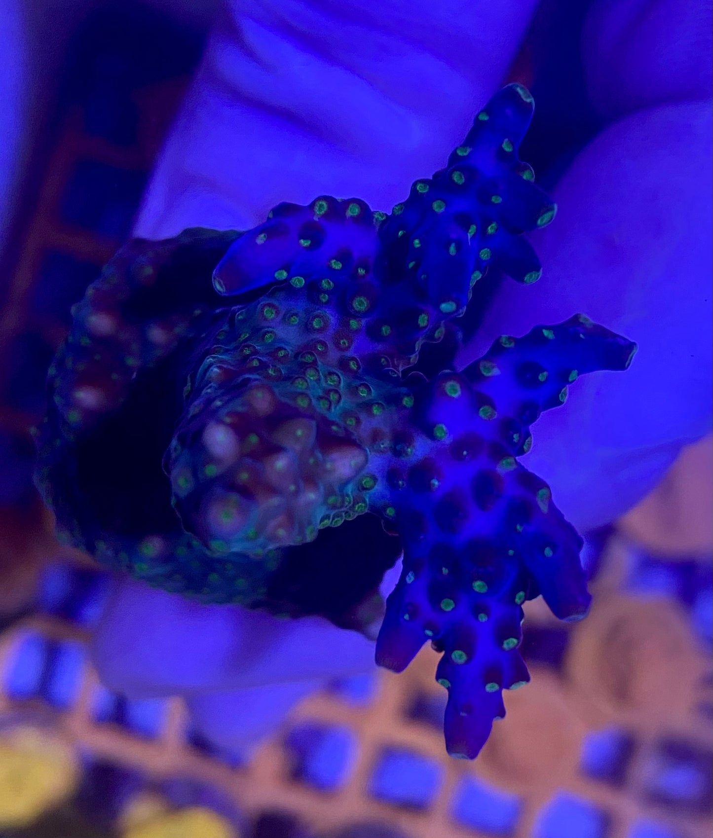 Frag - TriColor Acropora