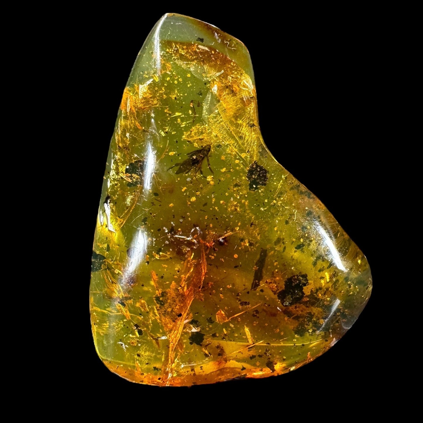 Amber w/ Insect Inclusions