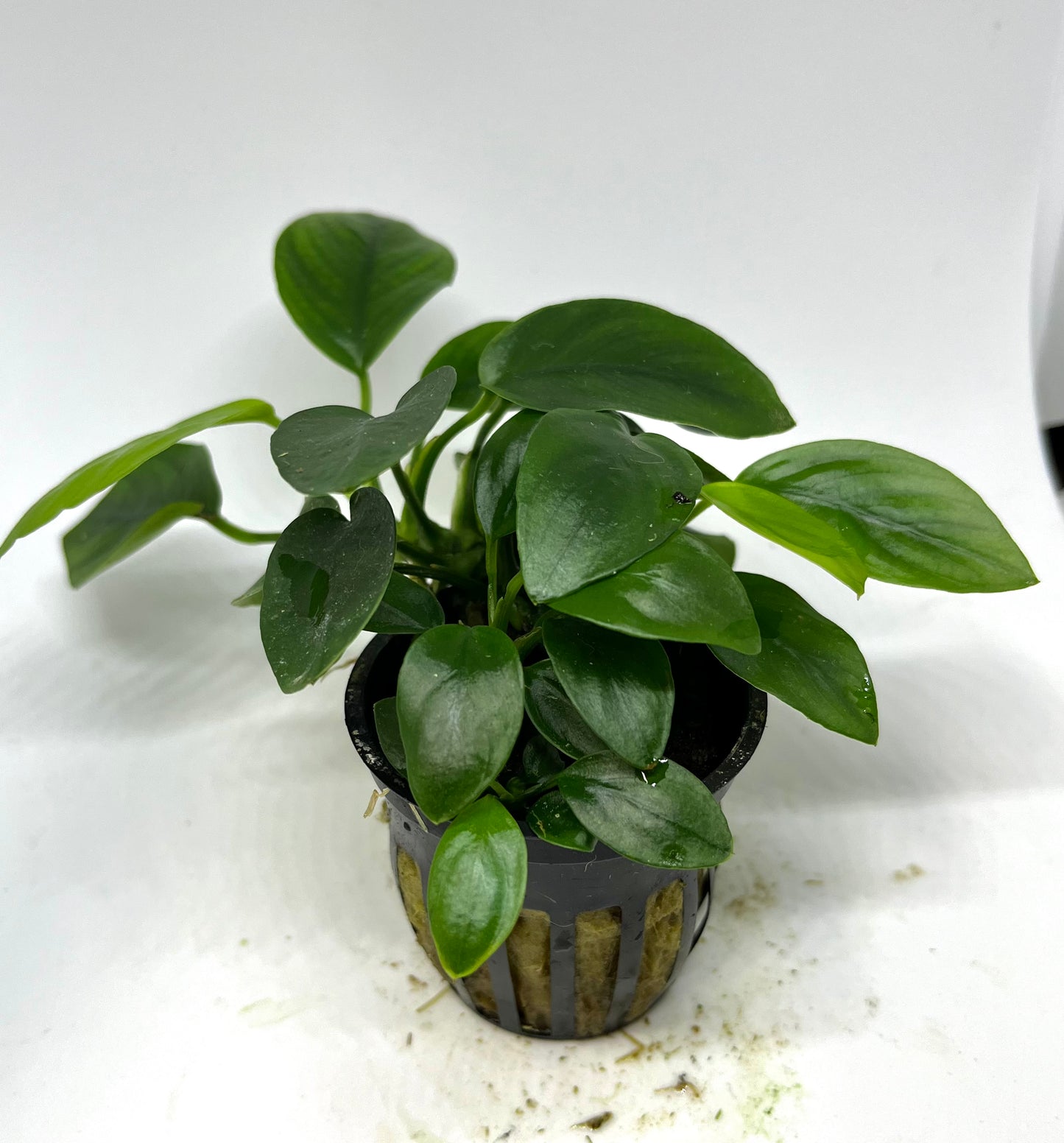 Anubias Nana Potted