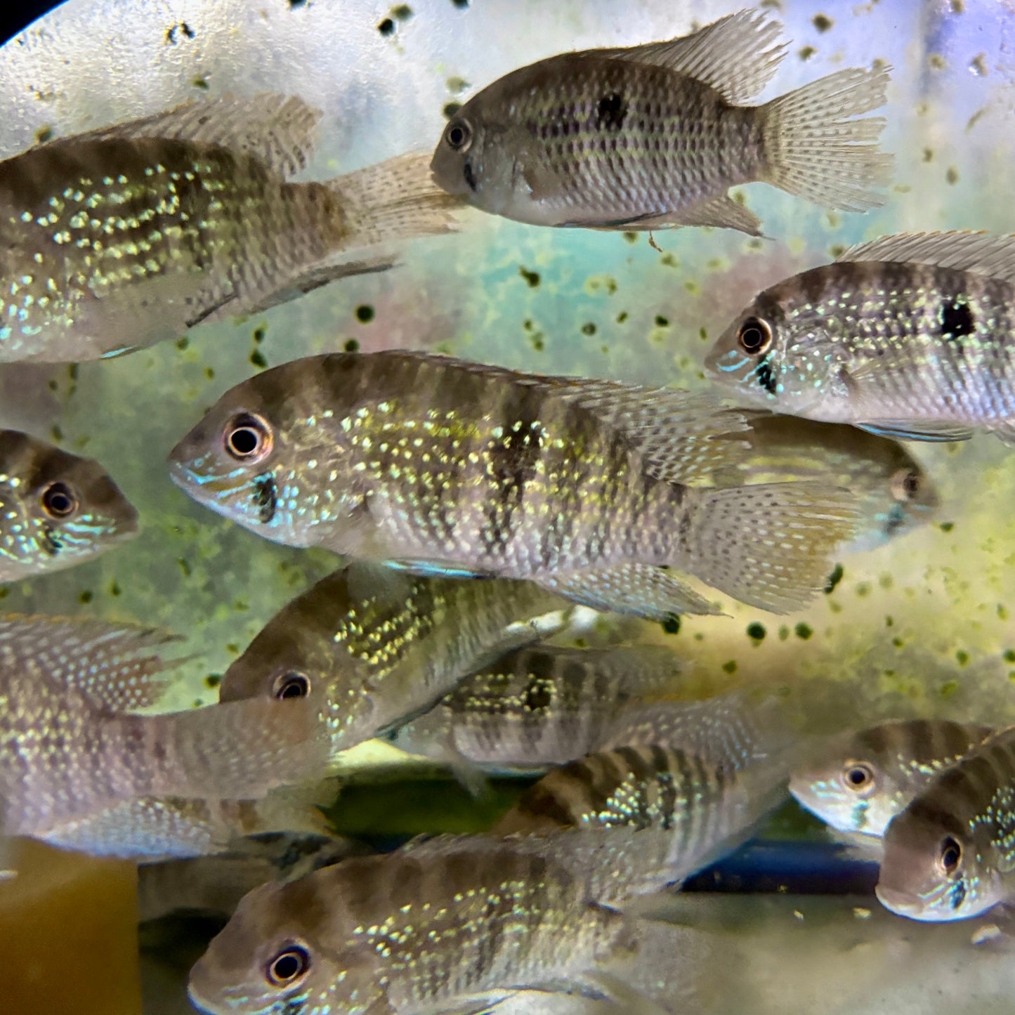 Cichlid - Acara Blue Trinidad Med