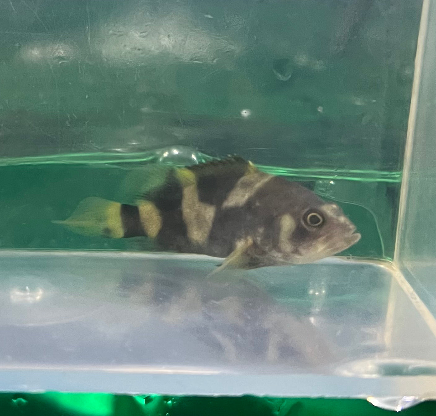 Misc - Grouper Giant Freshwater 2.5in