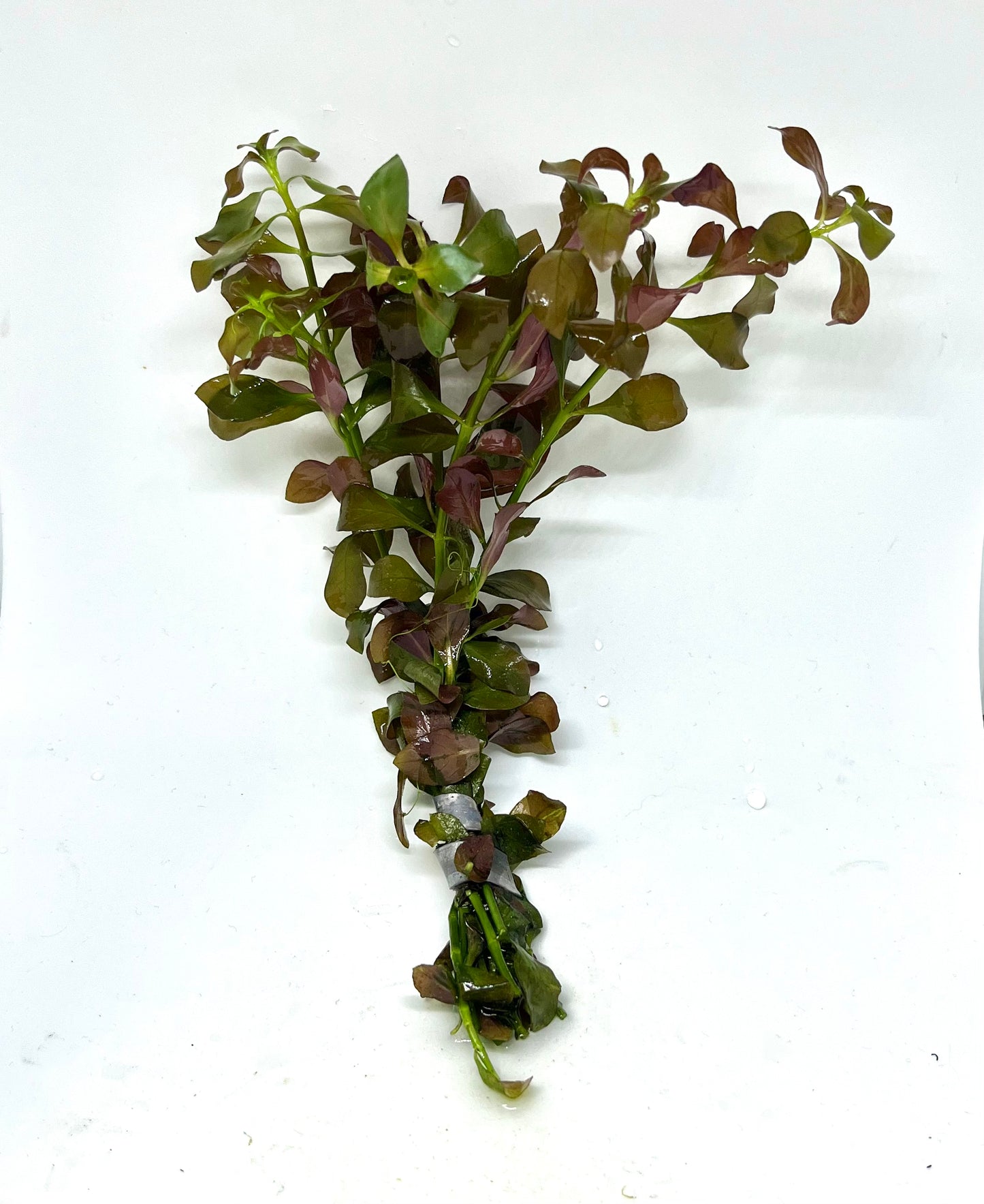 Ludwigia Broad