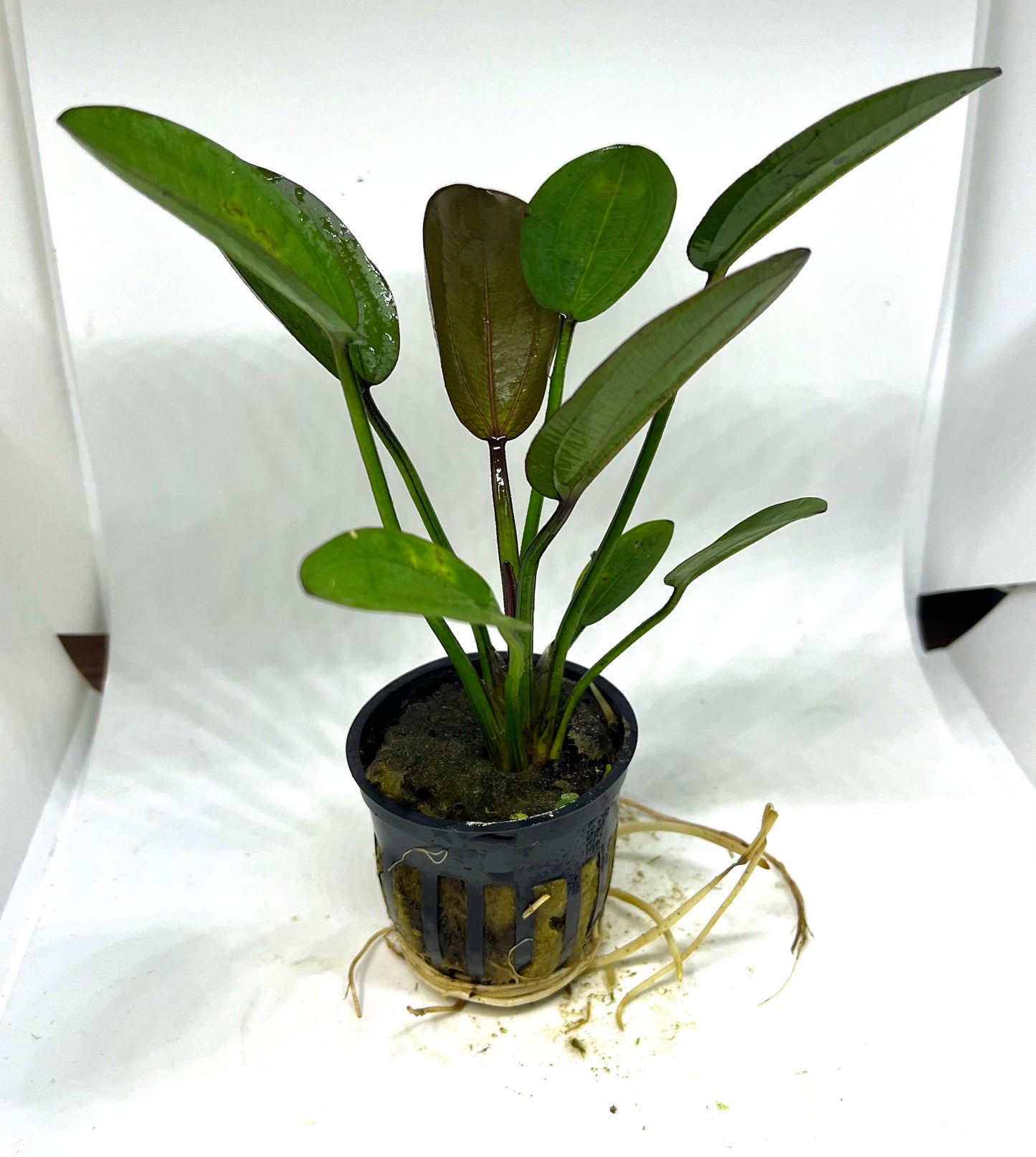 Sword Reni Potted