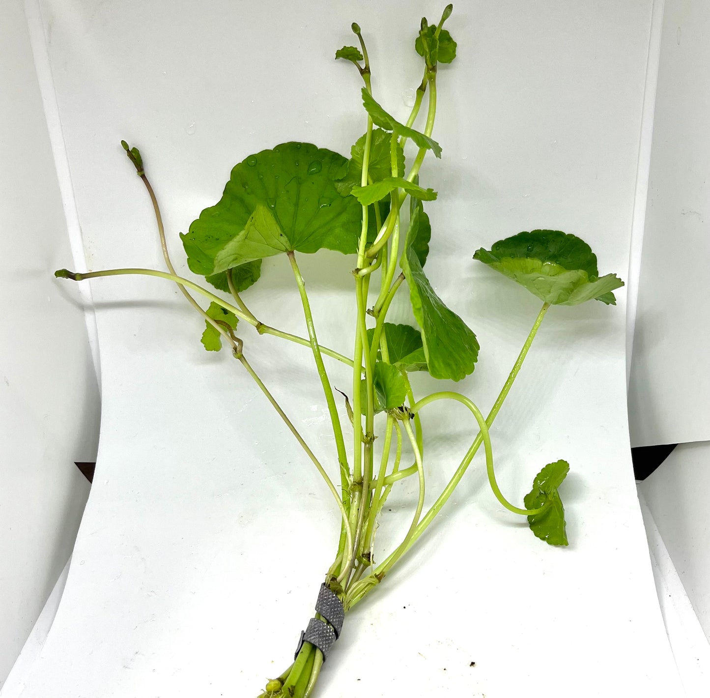 Pennywort Brazilian