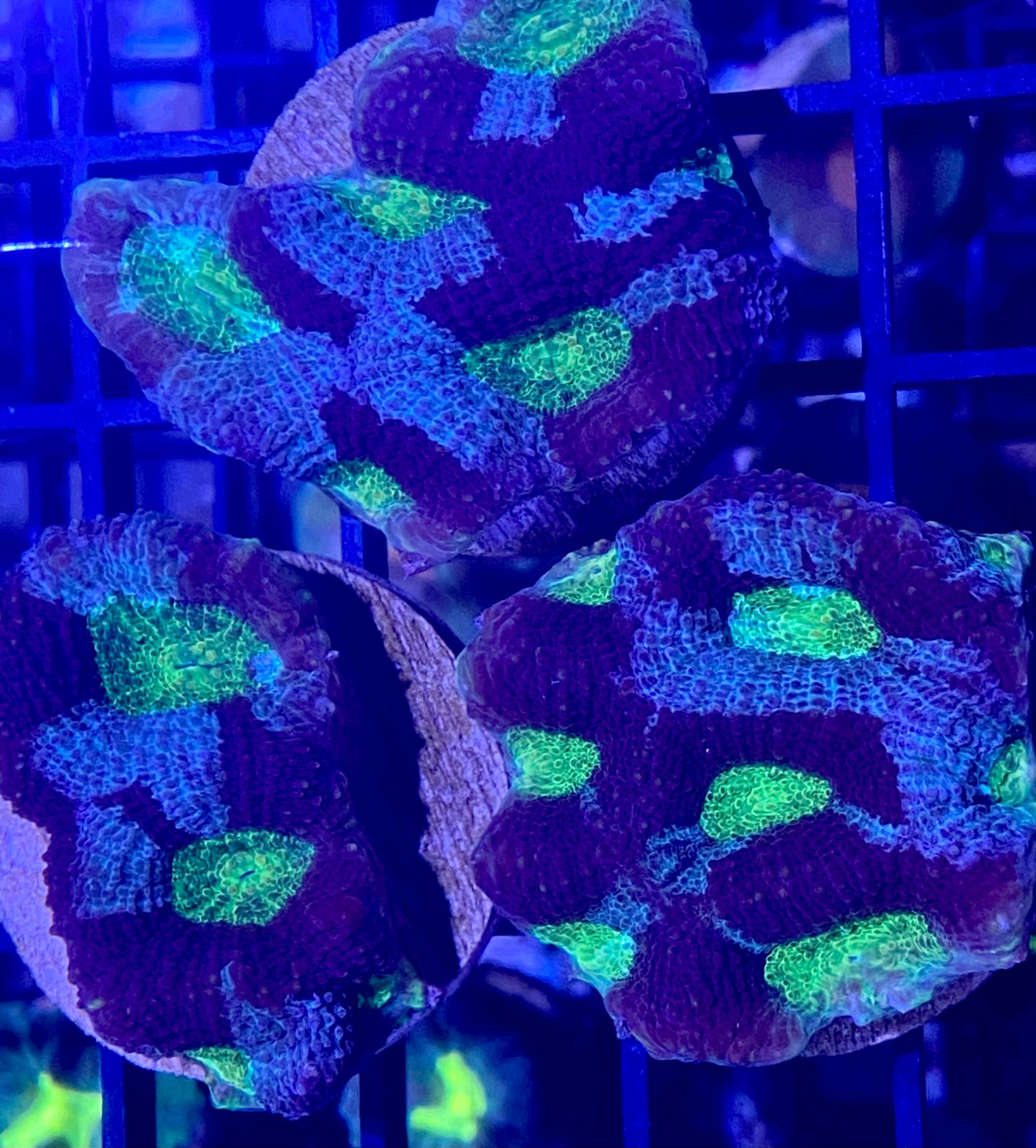 Frag - Southern Seas Echinata