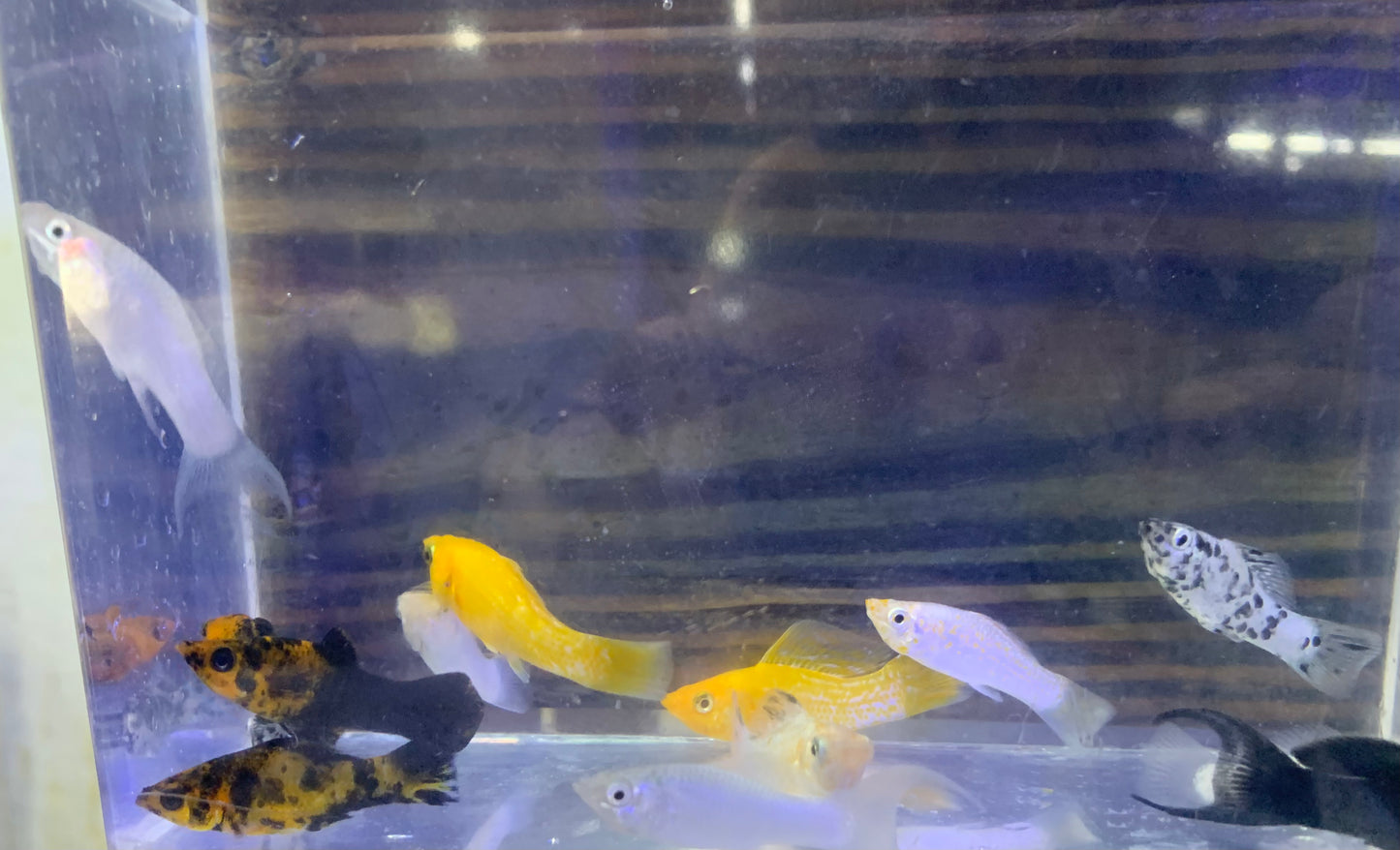 Molly - Sailfin Asst Saltwater Acclimated