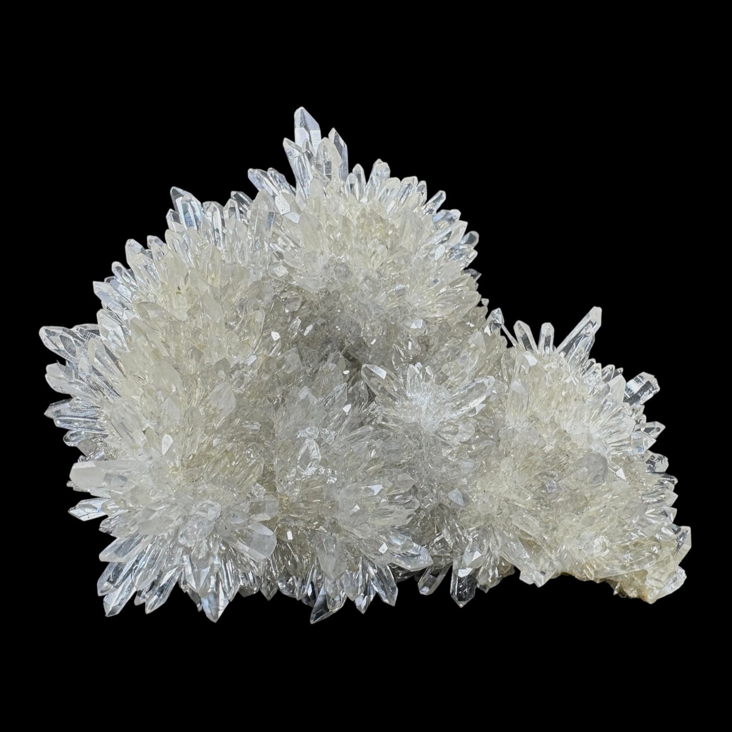 Chrysanthemum Stone