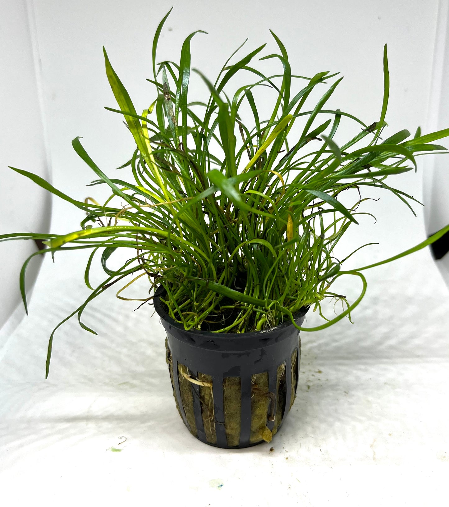 Sword Micro Potted