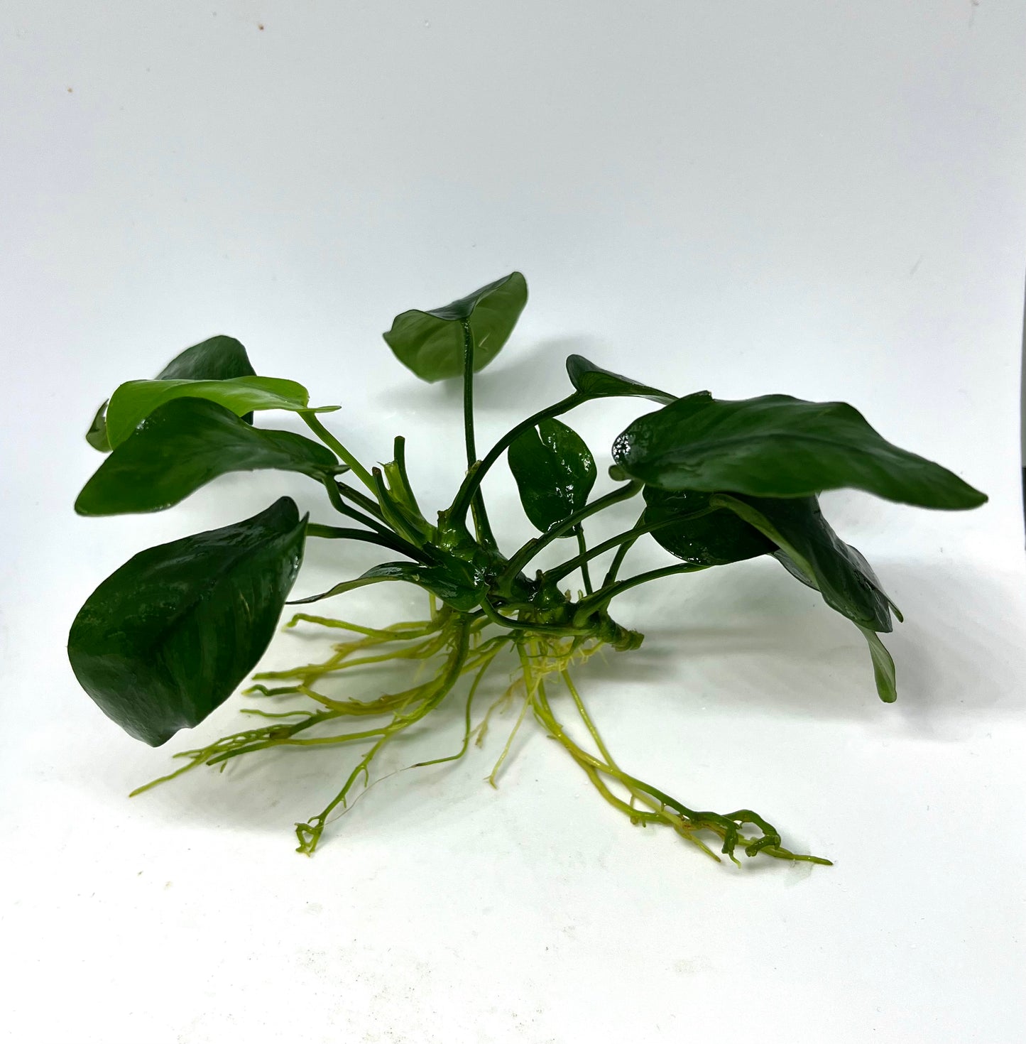 Anubias Nana