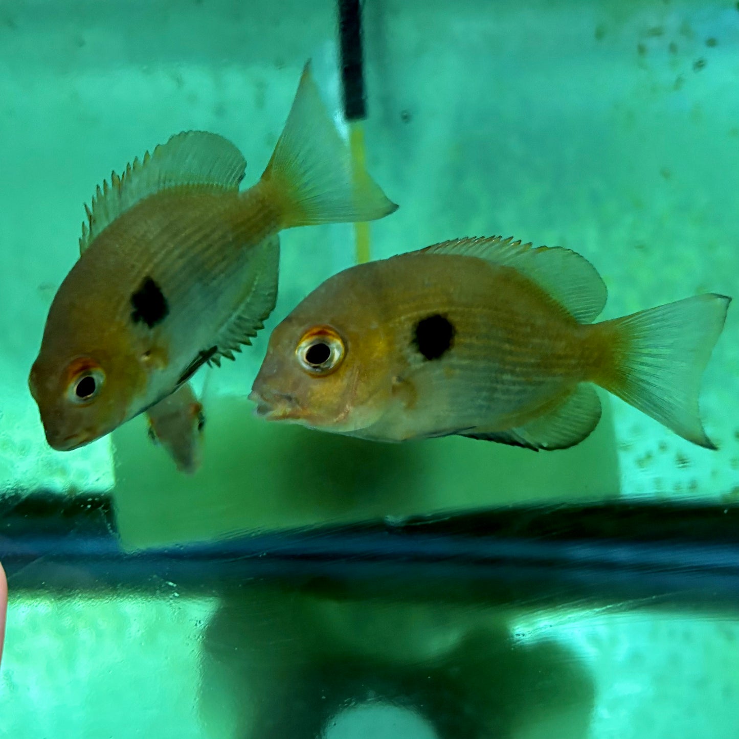 Cichlid - Spotted Damba 3-3.5in