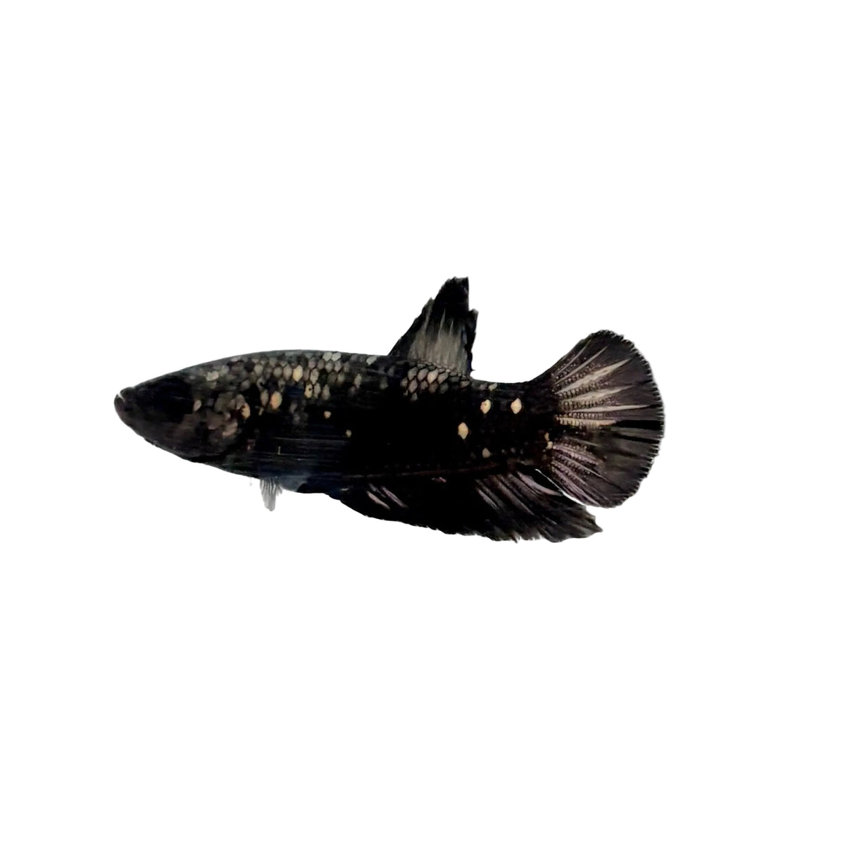 Betta - Copper Avatar Male