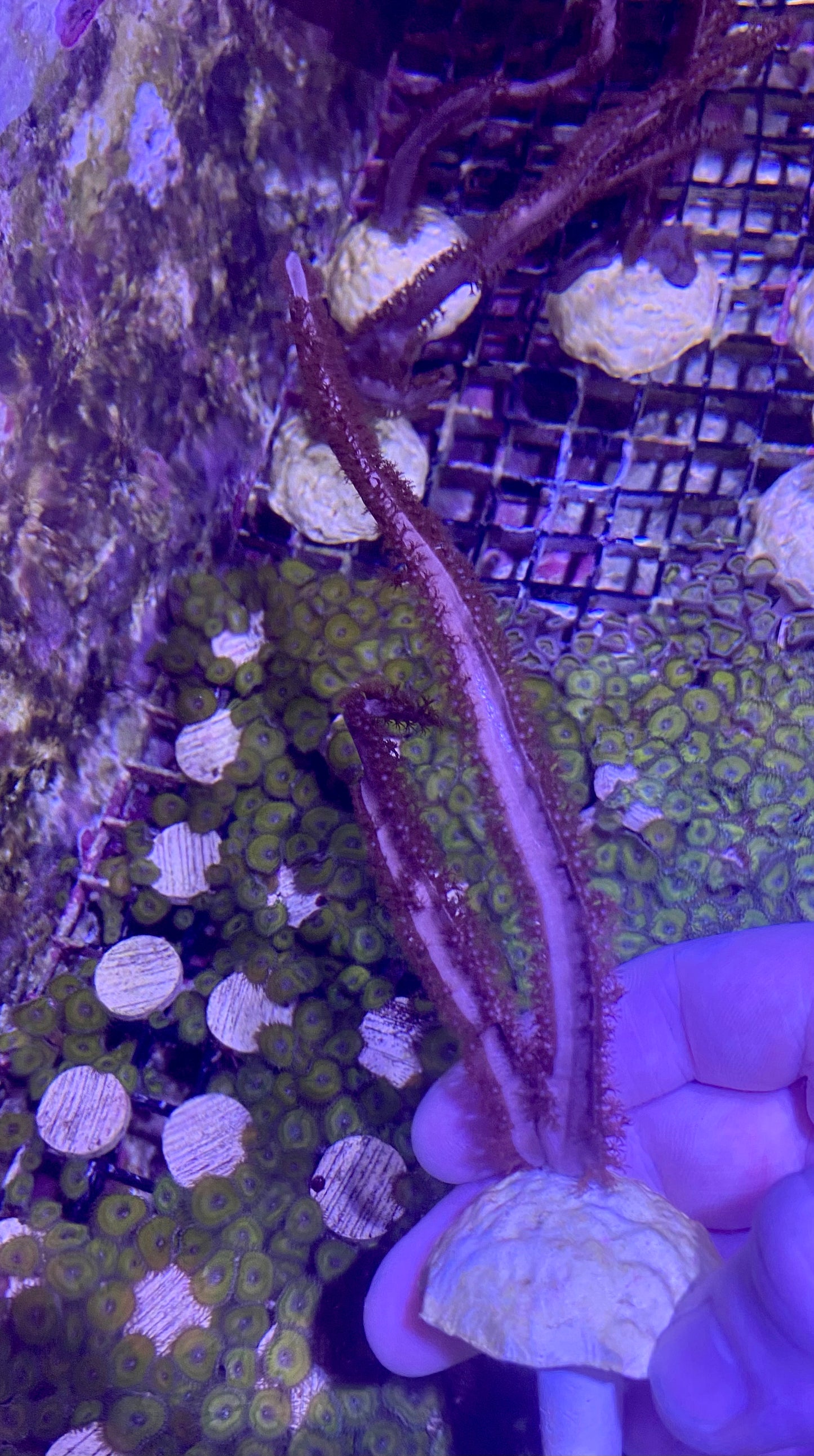 Frag - Gorgonian Purple Ribbon