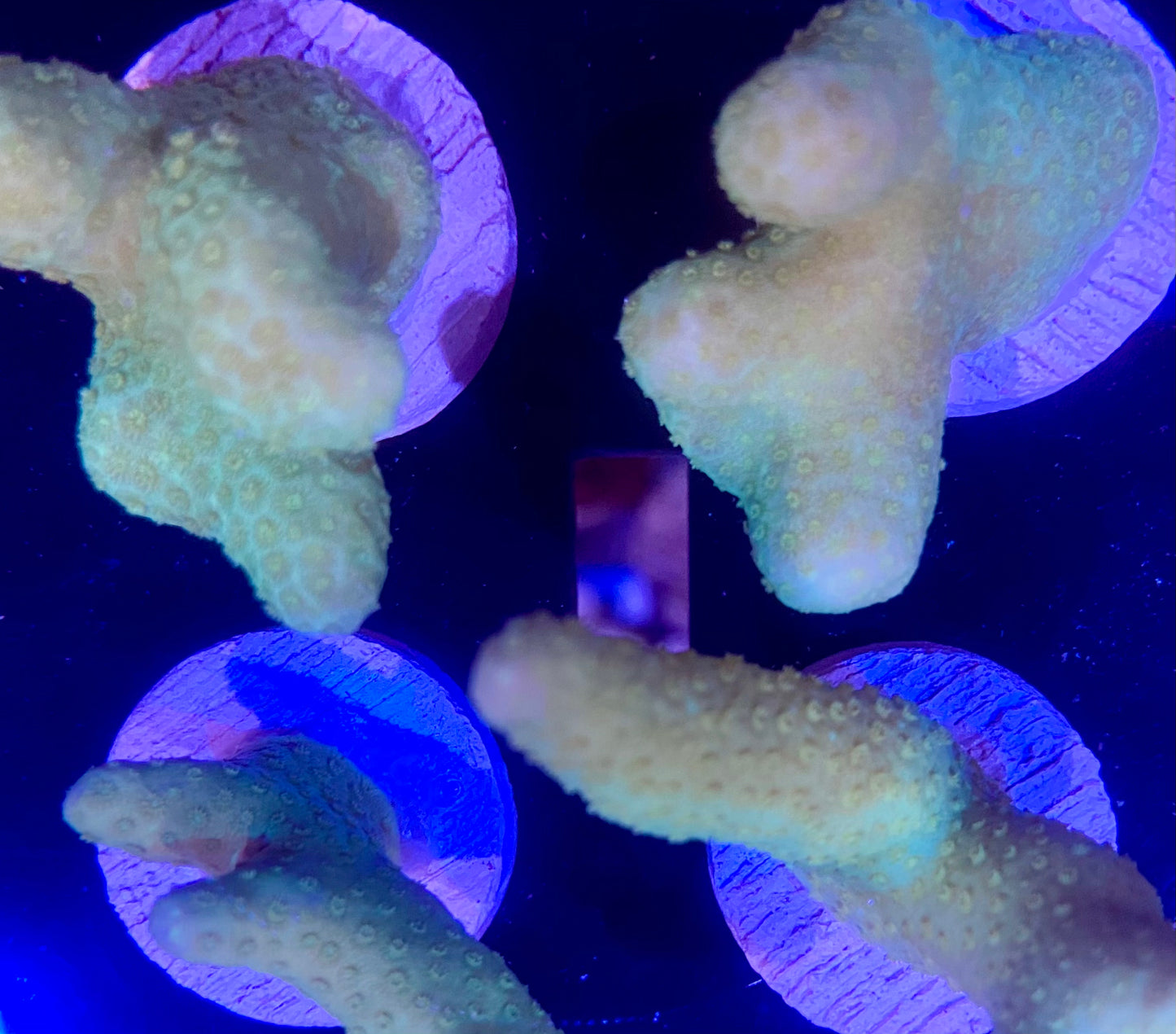 Frag - Yellow Branching Porites