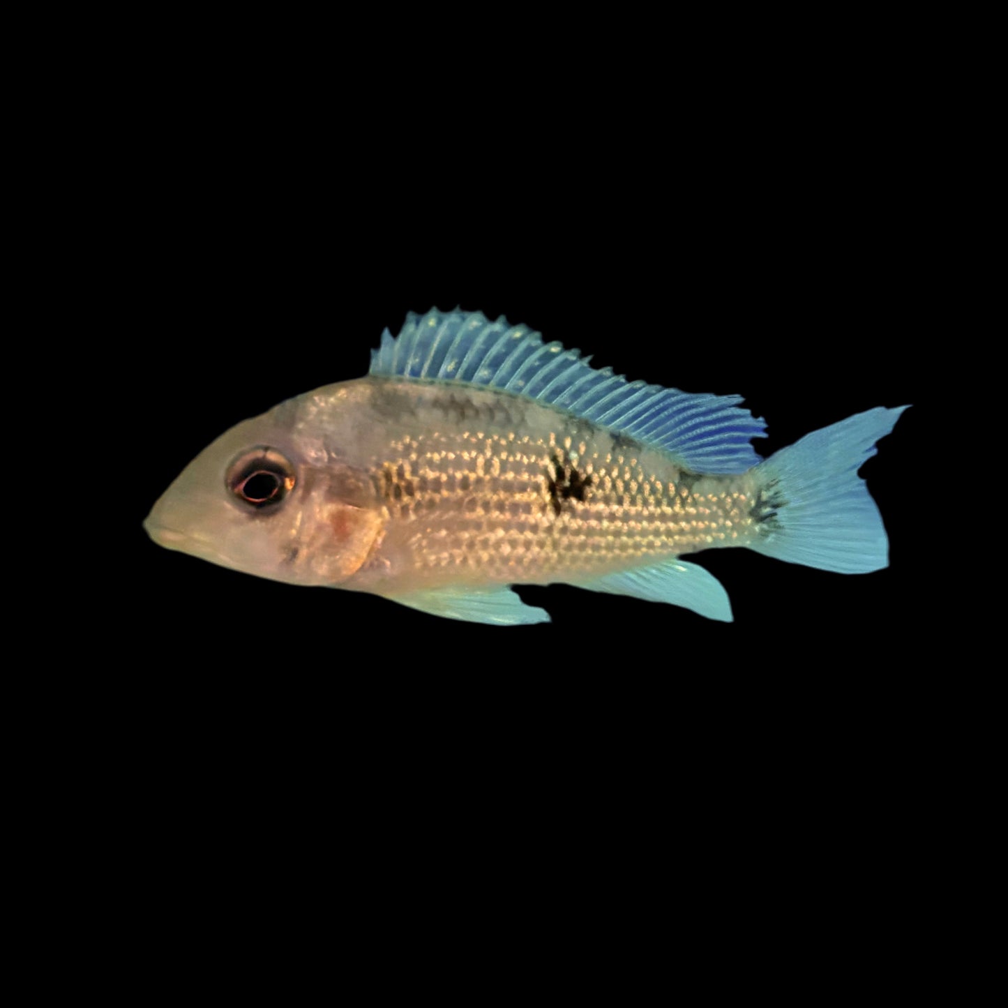 Cichlid - Eartheater Gold Dust Alto Sinu 2in