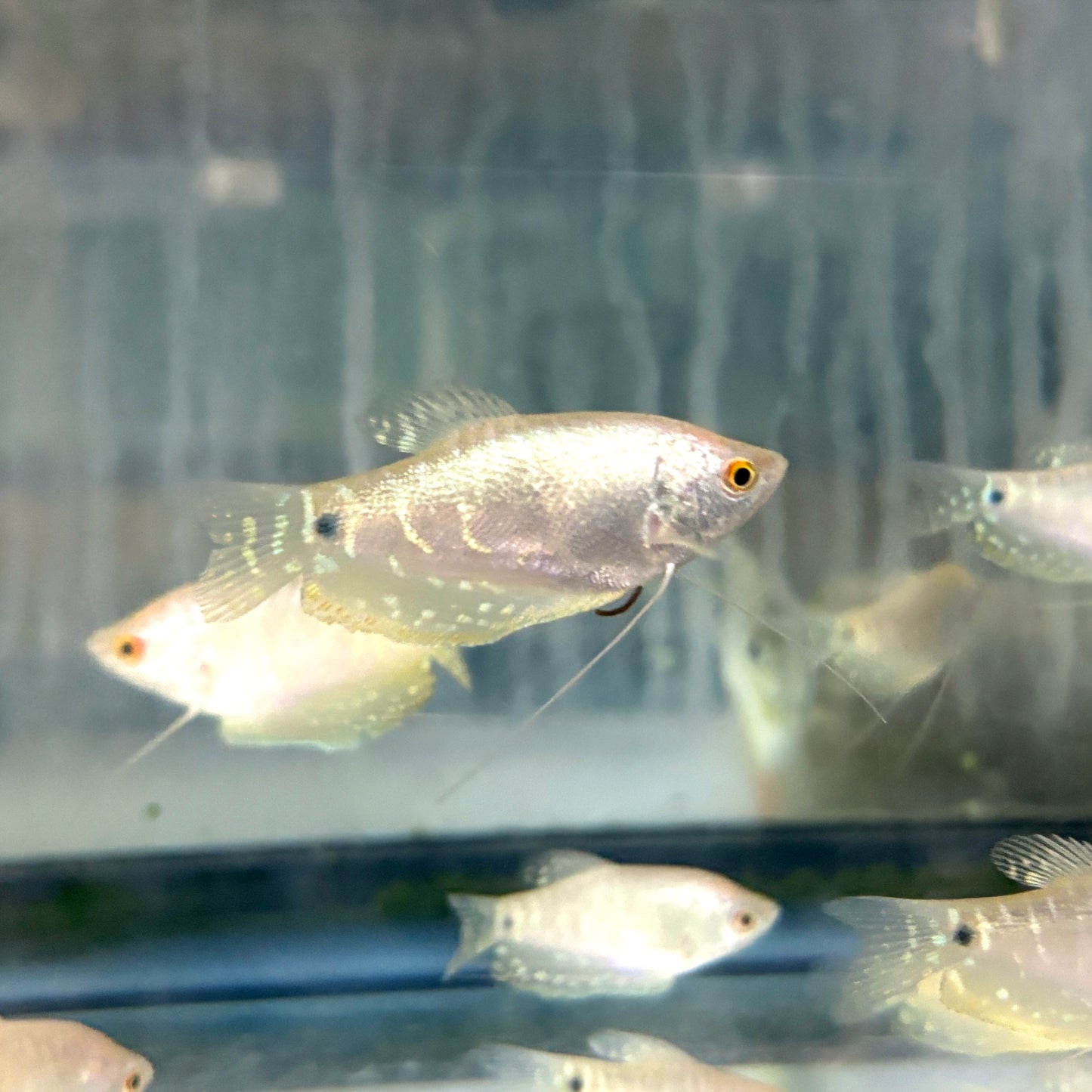Gourami - Opaline Platinum White