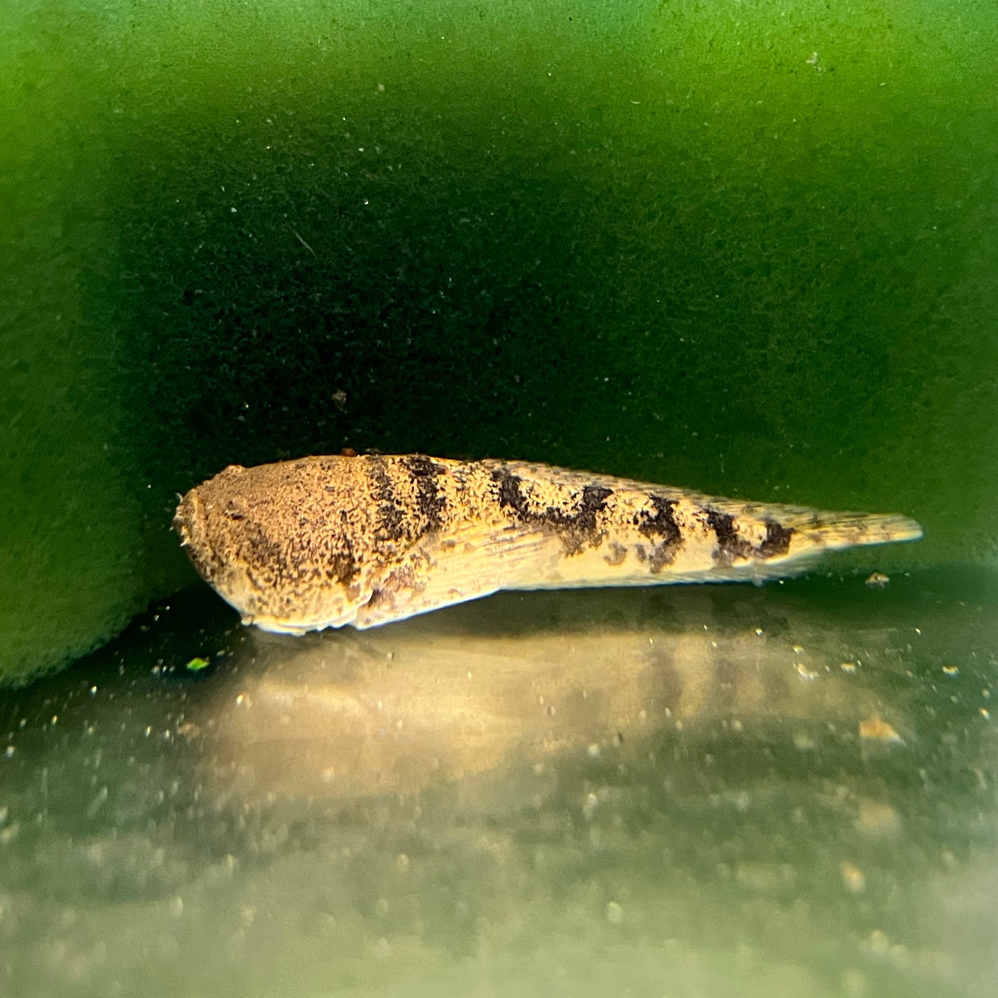 Misc - Prehistoric Monster Fish Sml